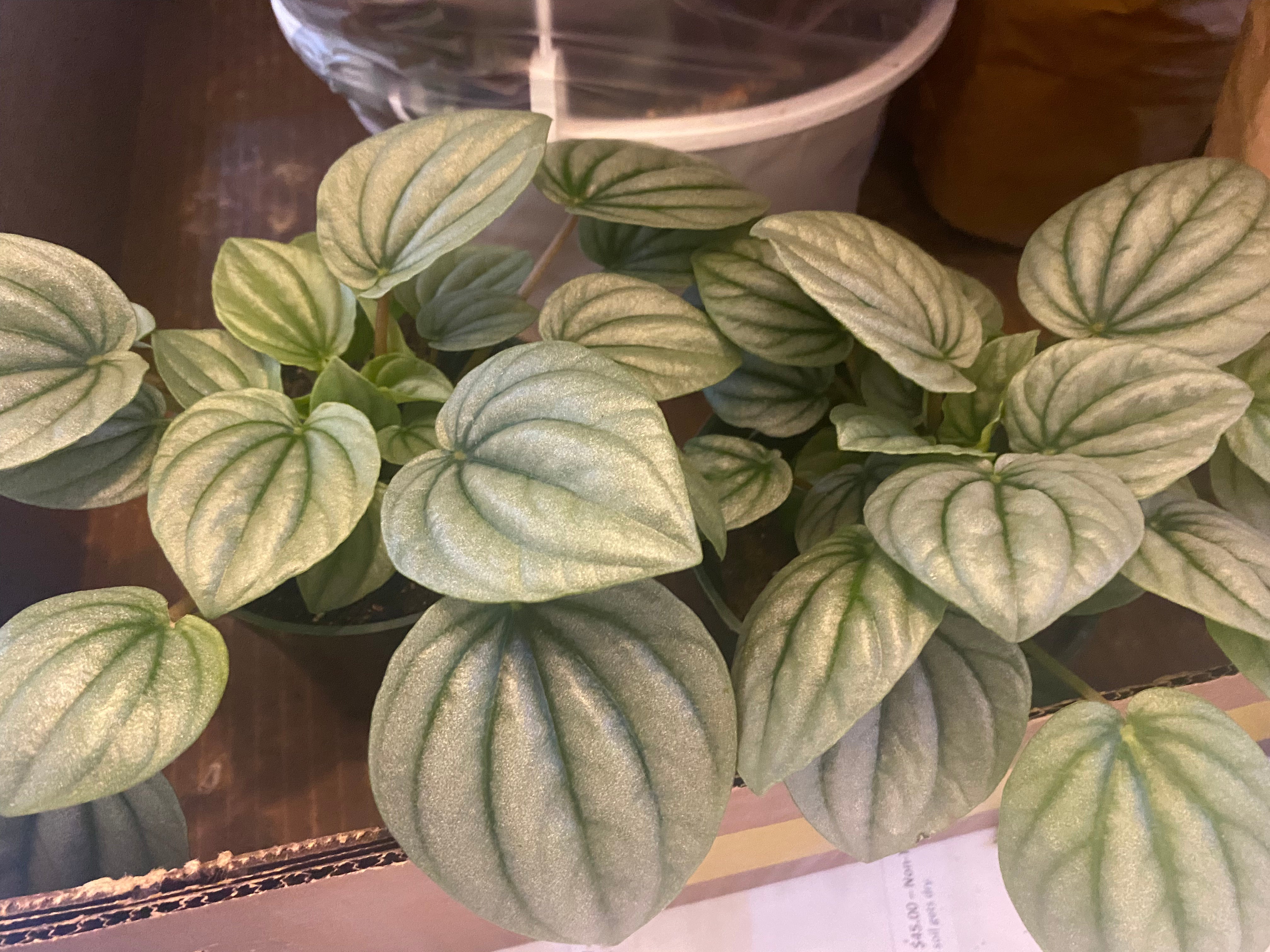 Peperomia Frost 4" - Non-Toxic