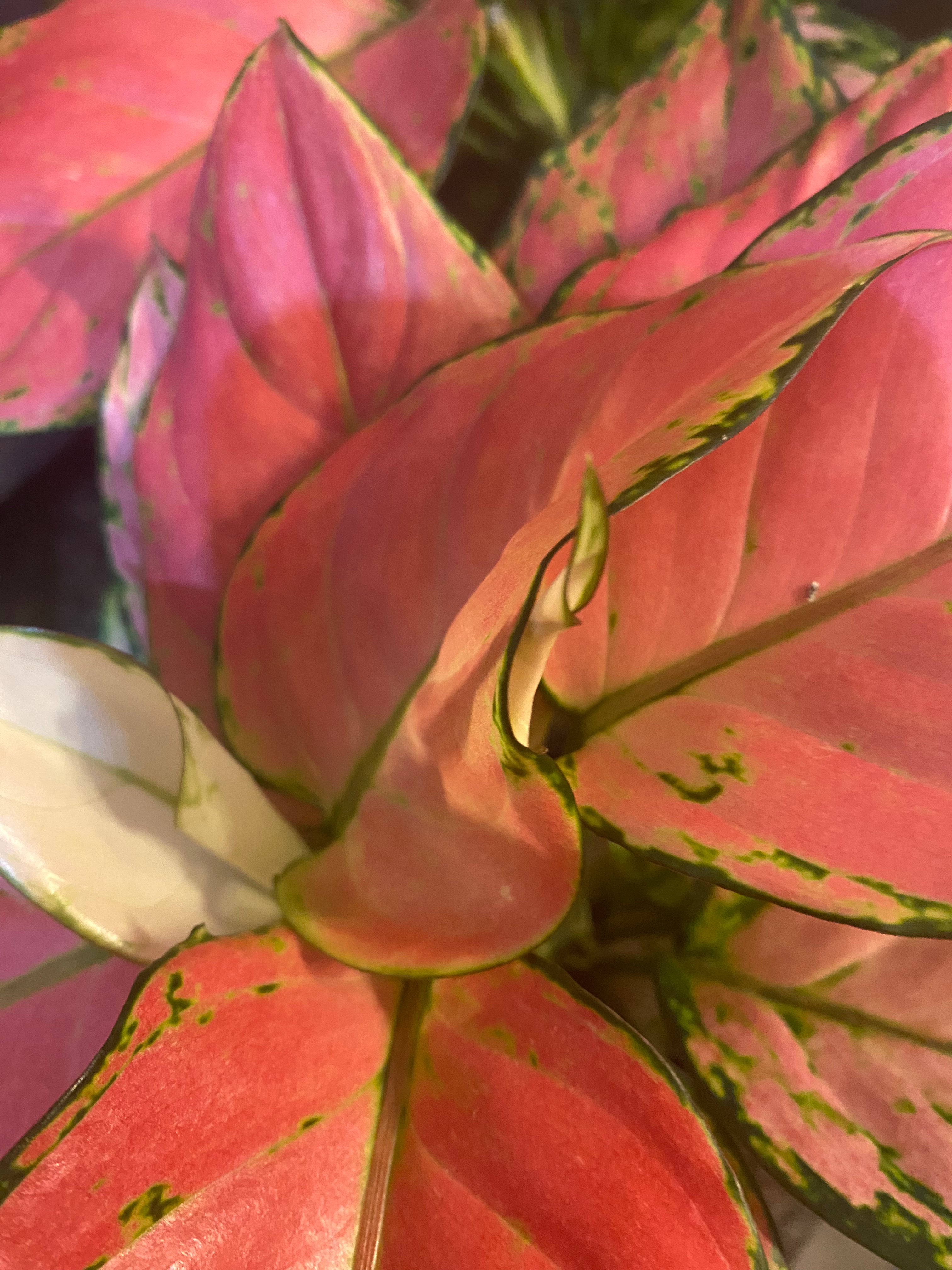 AGLAONEMA PINK ANYAMANEE 4"– Toxic