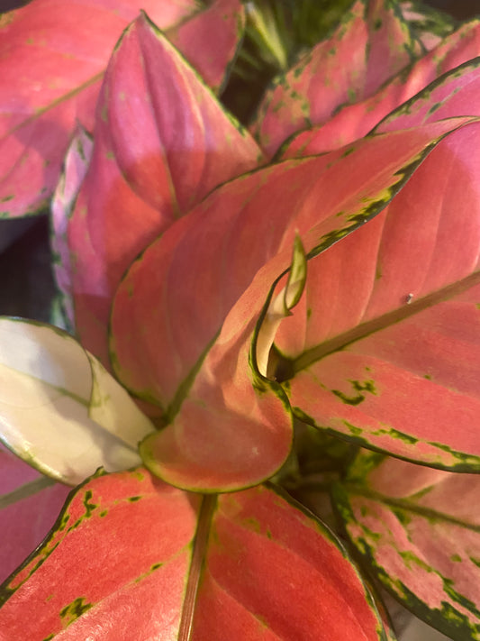 (Copy) AGLAONEMA ANYAMANEE 4"โ Toxic