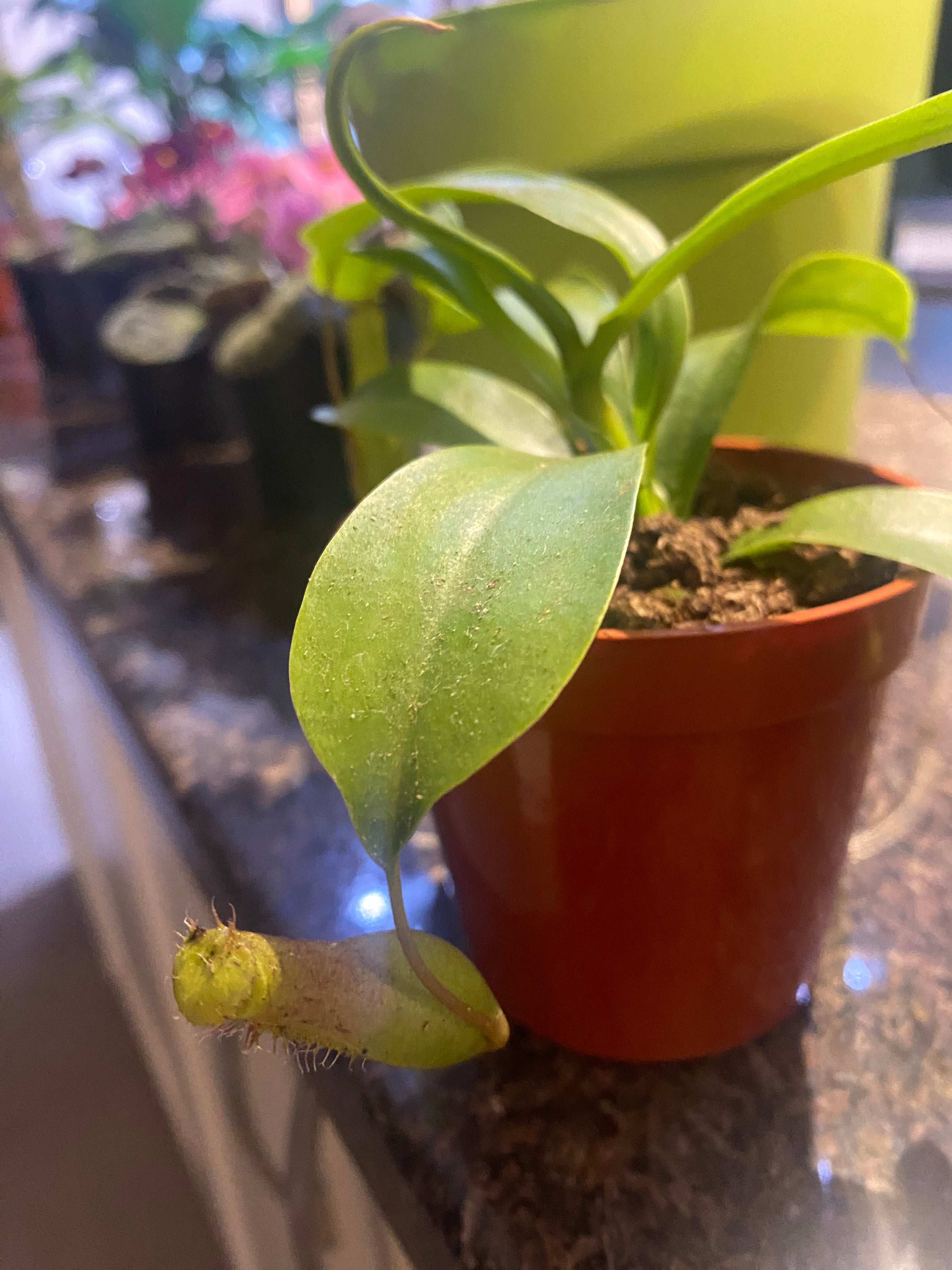 Asian Pitcher Plant - Nepenthes 3.5" - Non toxic