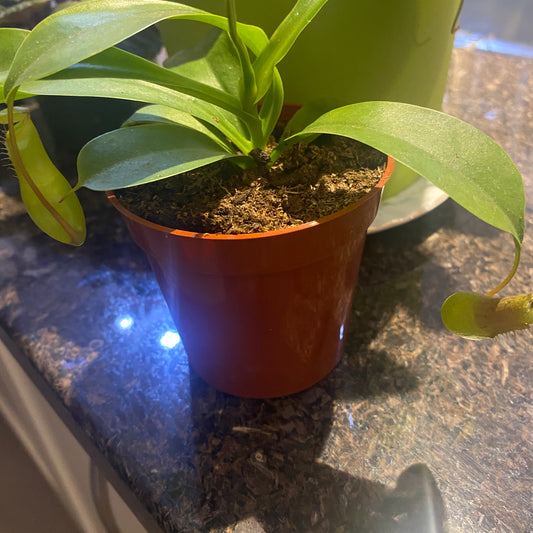 Nepenthes Pitcher Plant 3.5" slightly toxic to pets