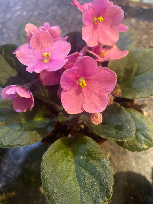 African Violet 4" - Non-Toxic