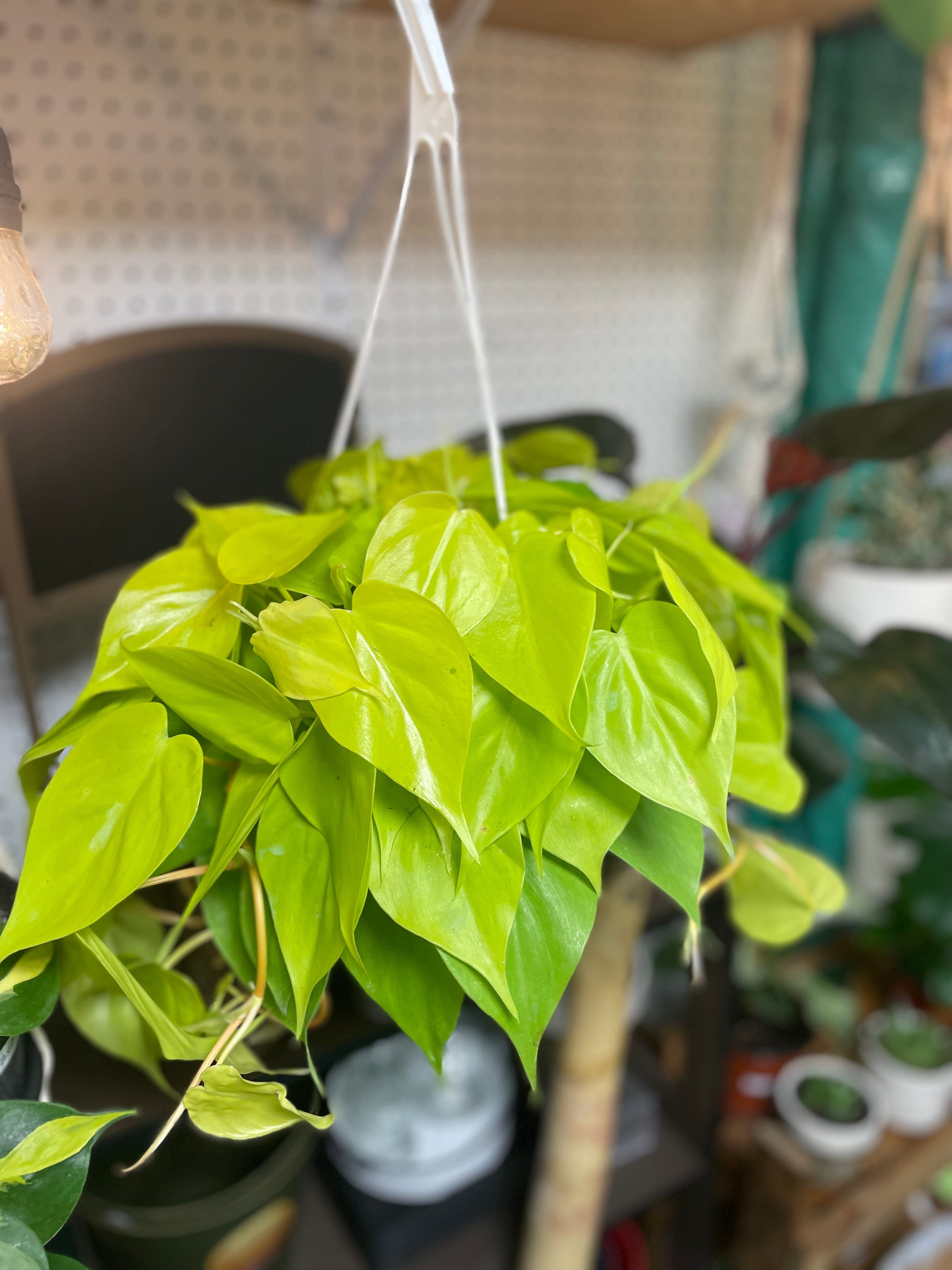 PHILODENDRON MICANS HB 8" - Toxic