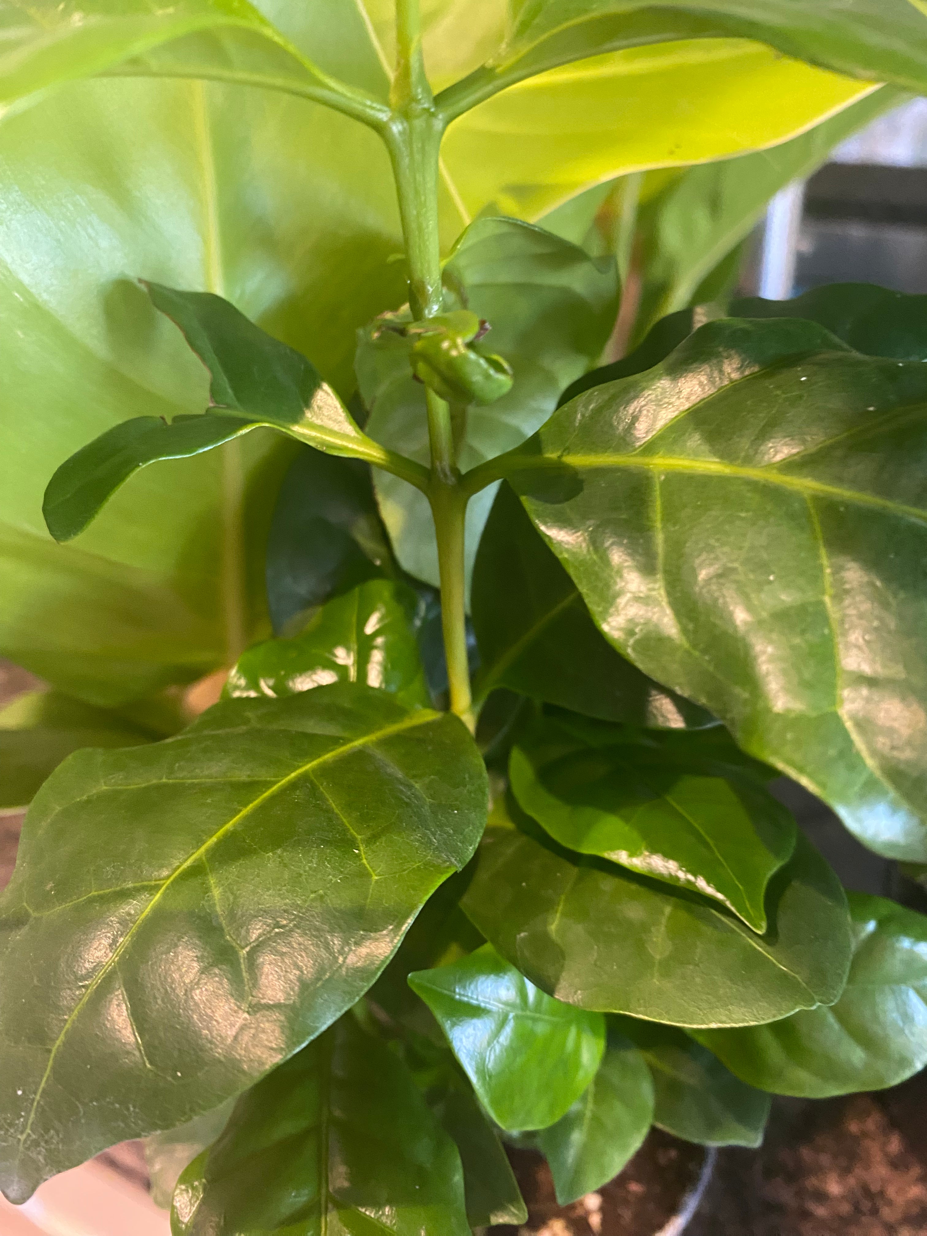 Coffee Plant - 4" Toxic