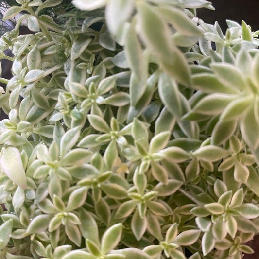 Sedum lineare 'Sea Urchin' stonecrop 3.5" - TOXIC