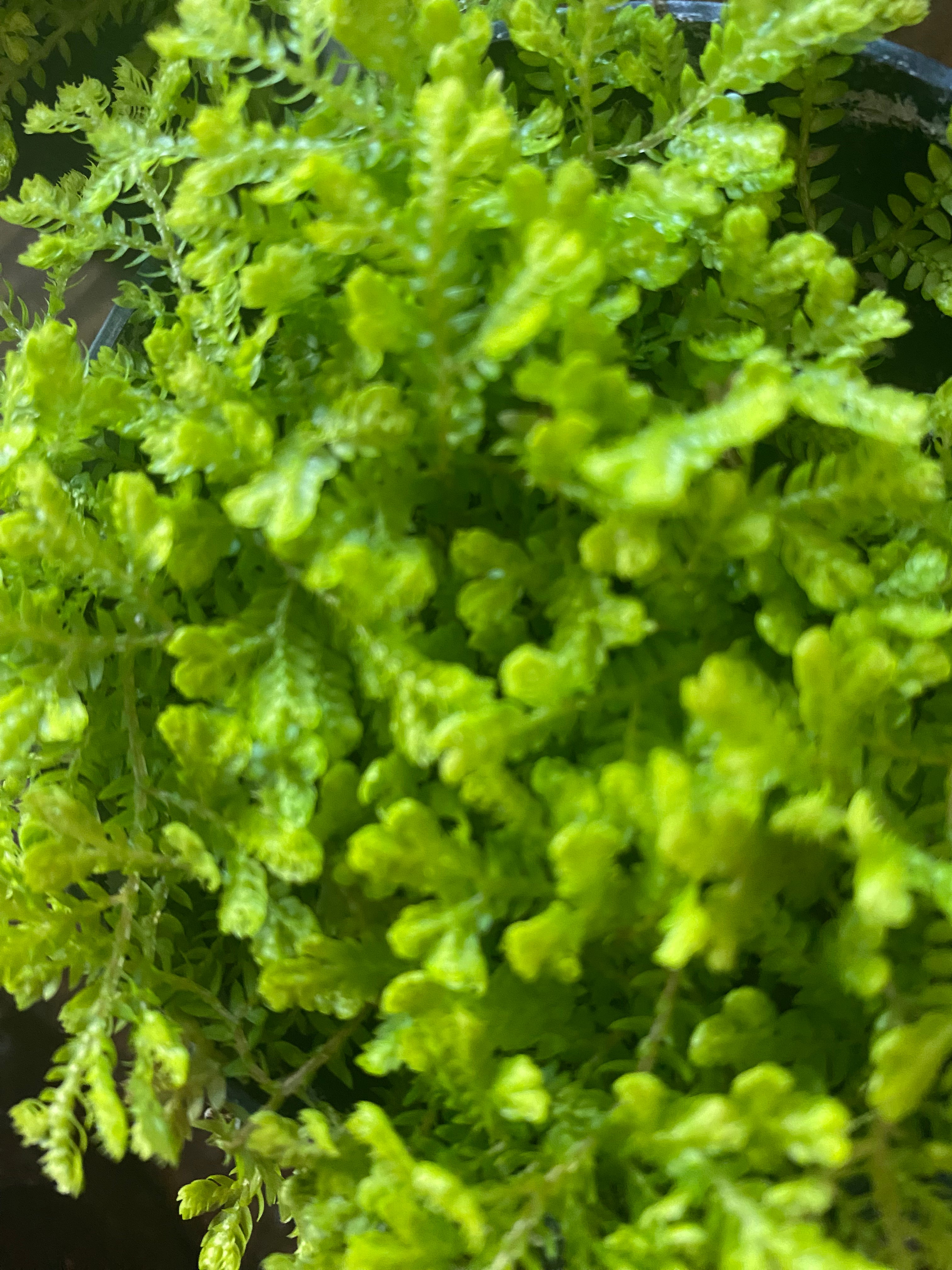 Golden Club Moss 3.5" - non-toxic