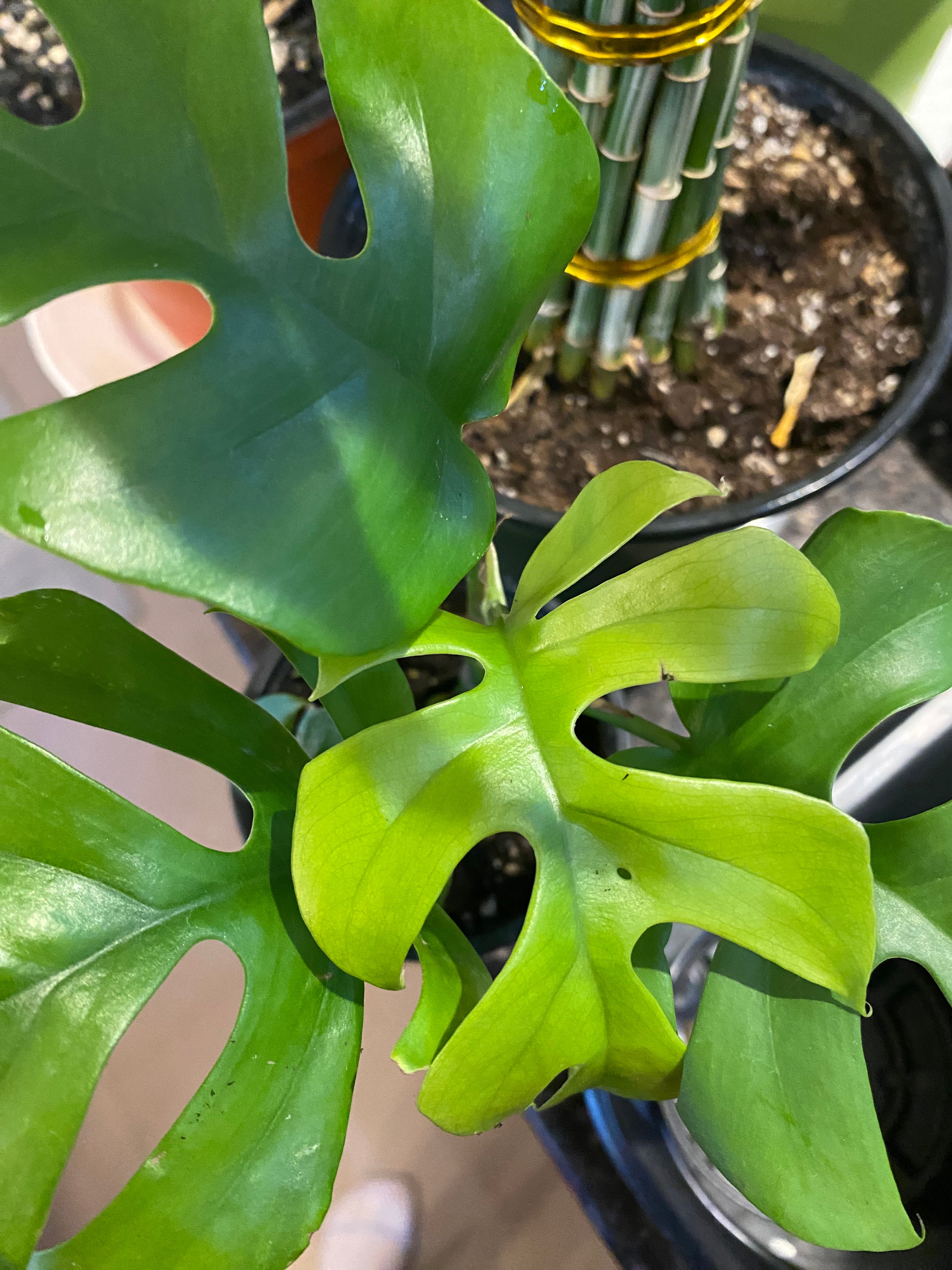 Rhaphidophora Tetrasperma - Philodendron Ginny 6” toxic