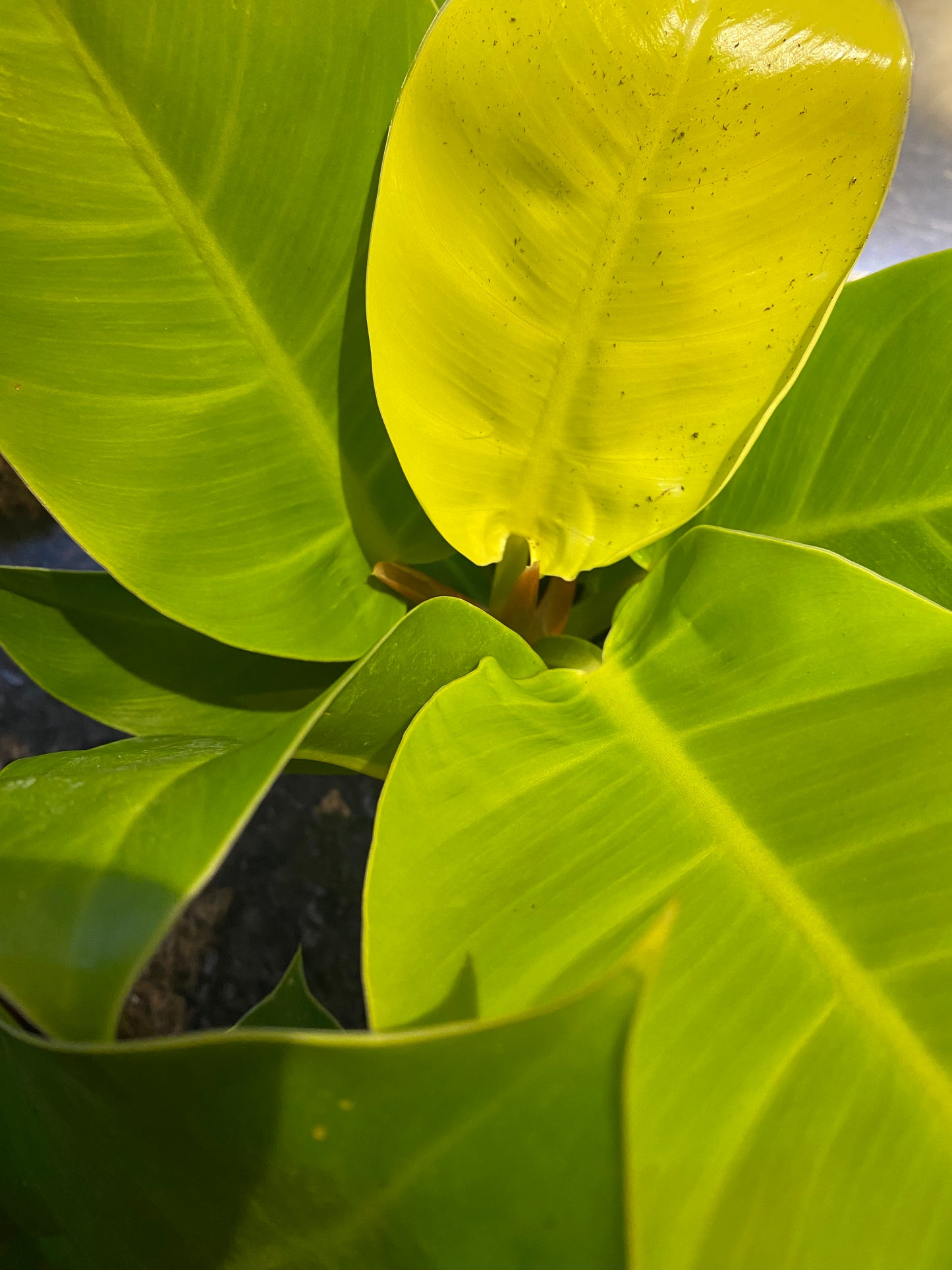 PHILODENDRON MOONLIGHT 6" - Toxic