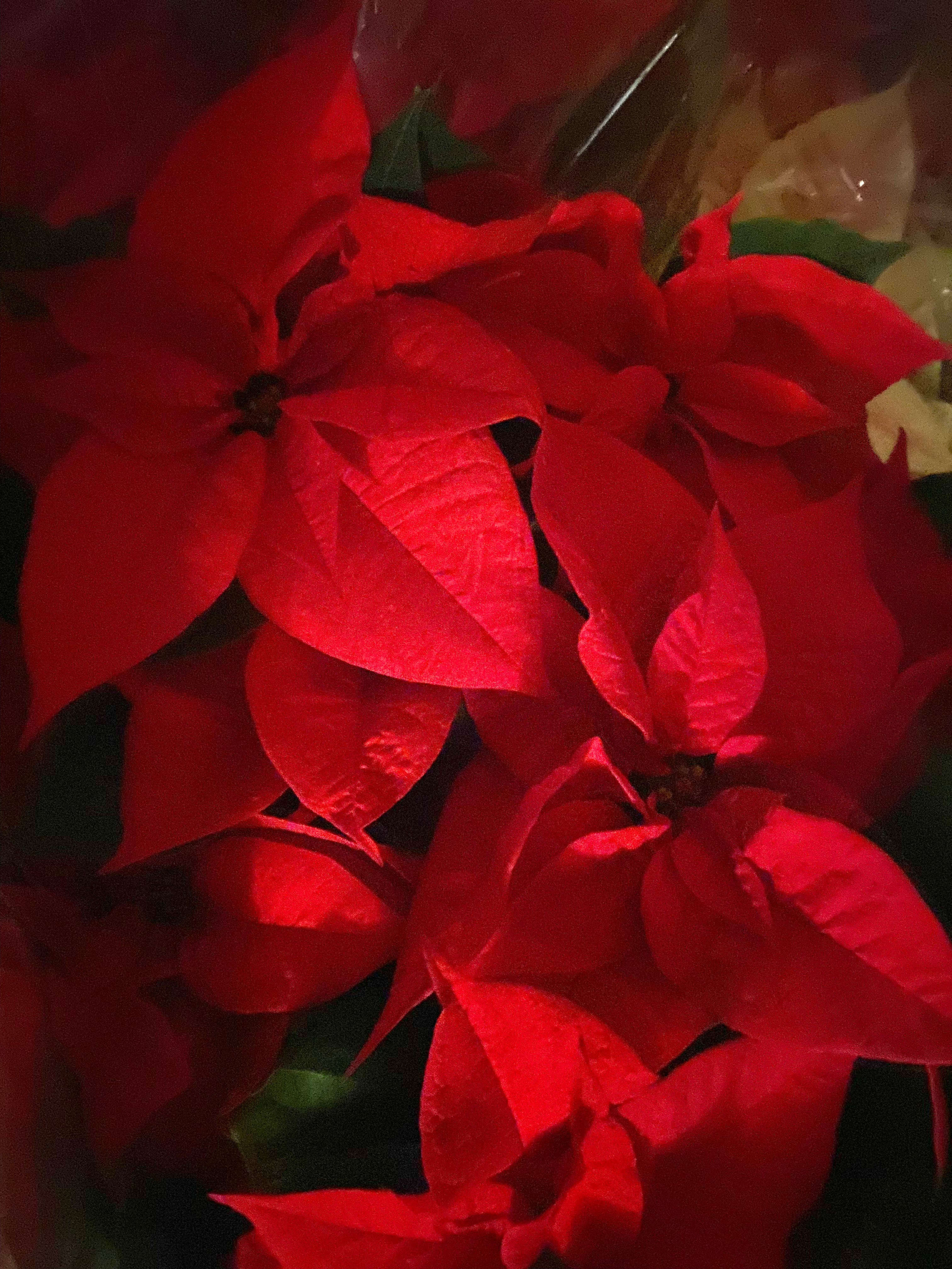 POINTSETTIA - RED, WHITE, PINK, MARBLE, JINGLE BELLS Various Sizes - Mildly Toxic