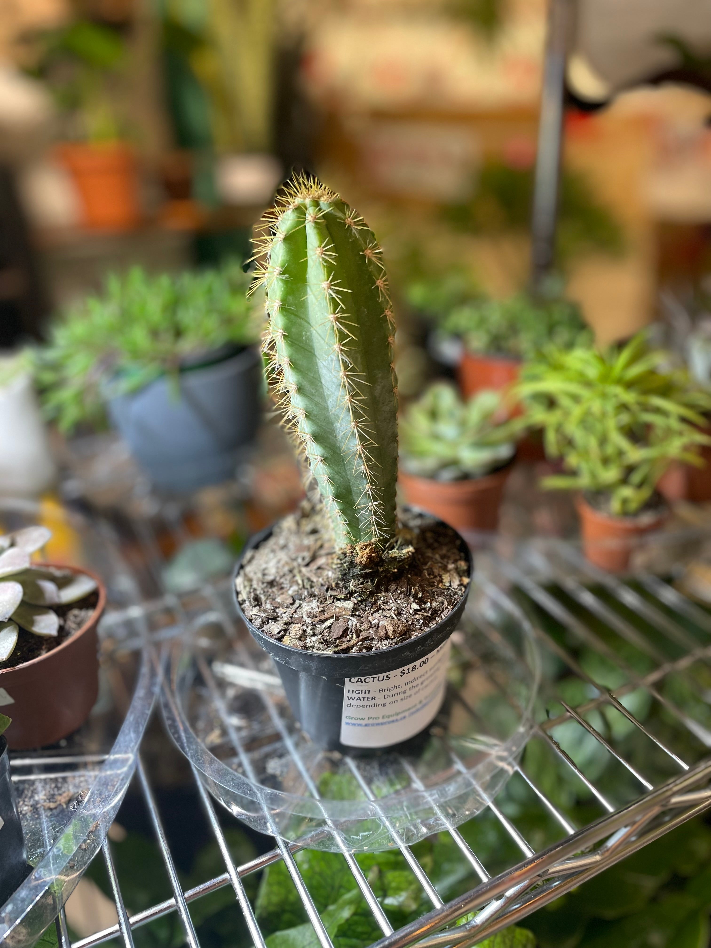 Assorted Cactus 6" - toxic