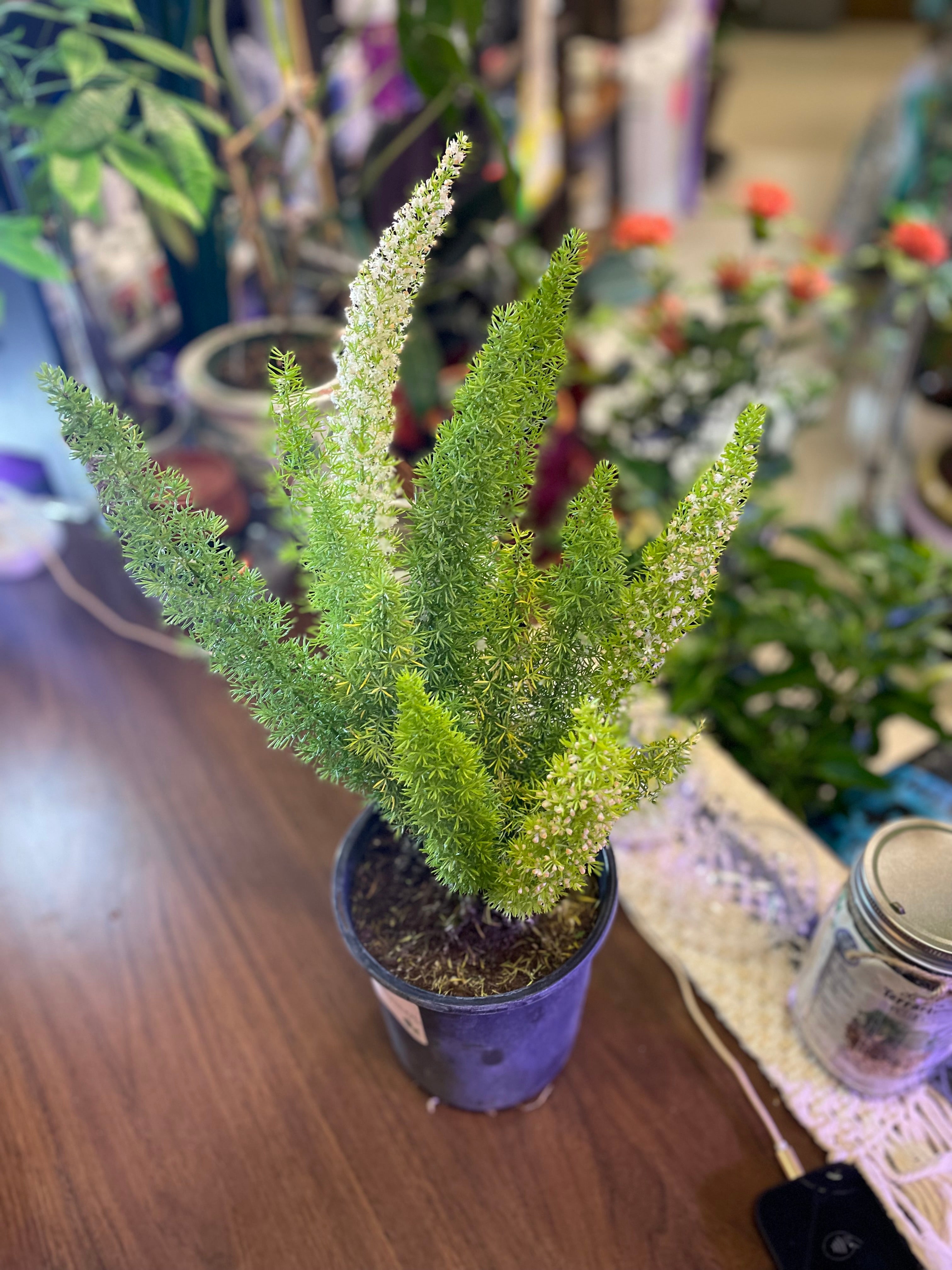 Foxtail Fern 6" - Toxic