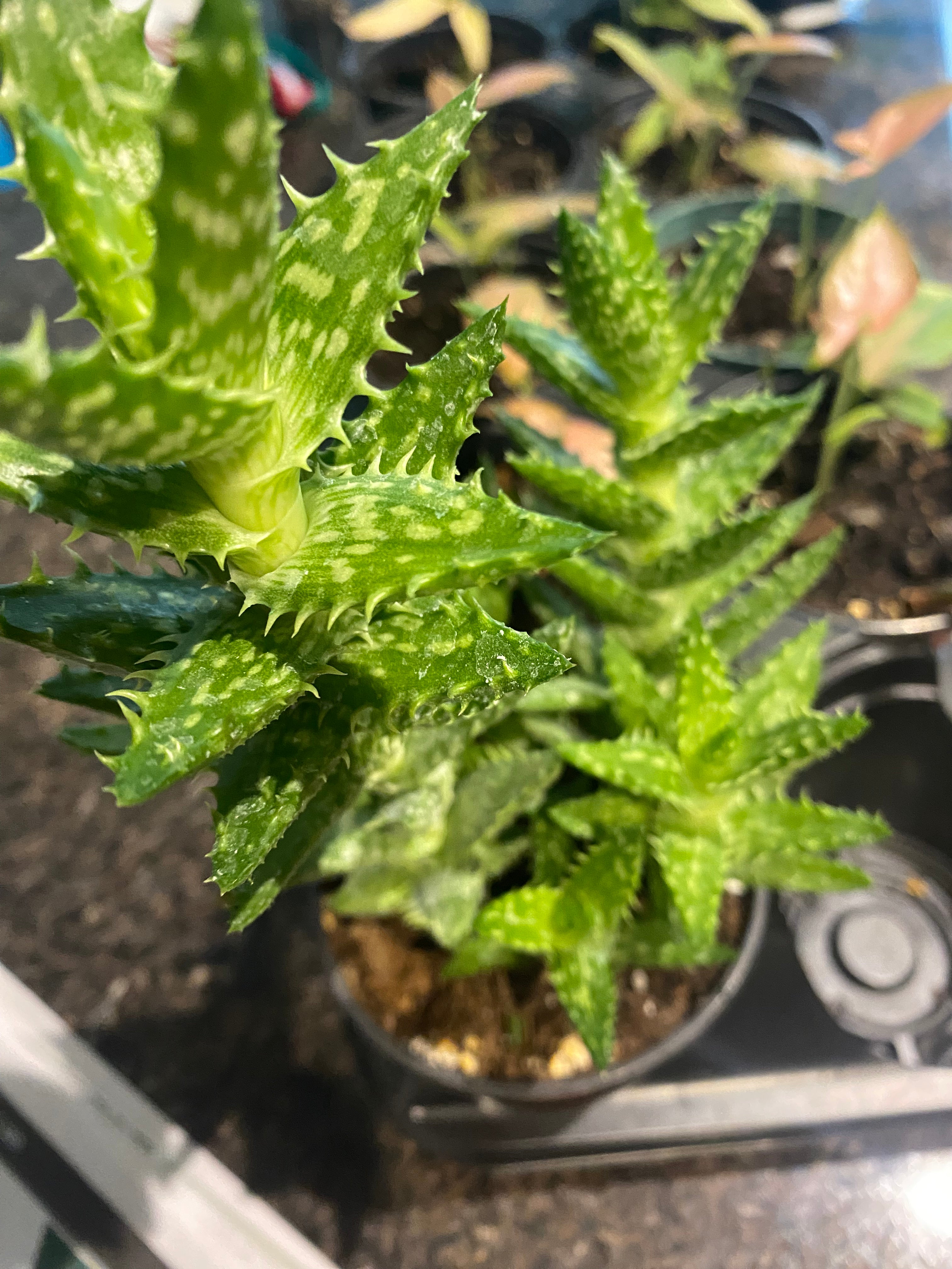 TIGER TOOTH ALOE VERA 4”     Toxic