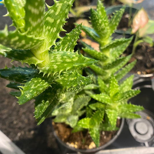ALOE VERA 4” Toxic