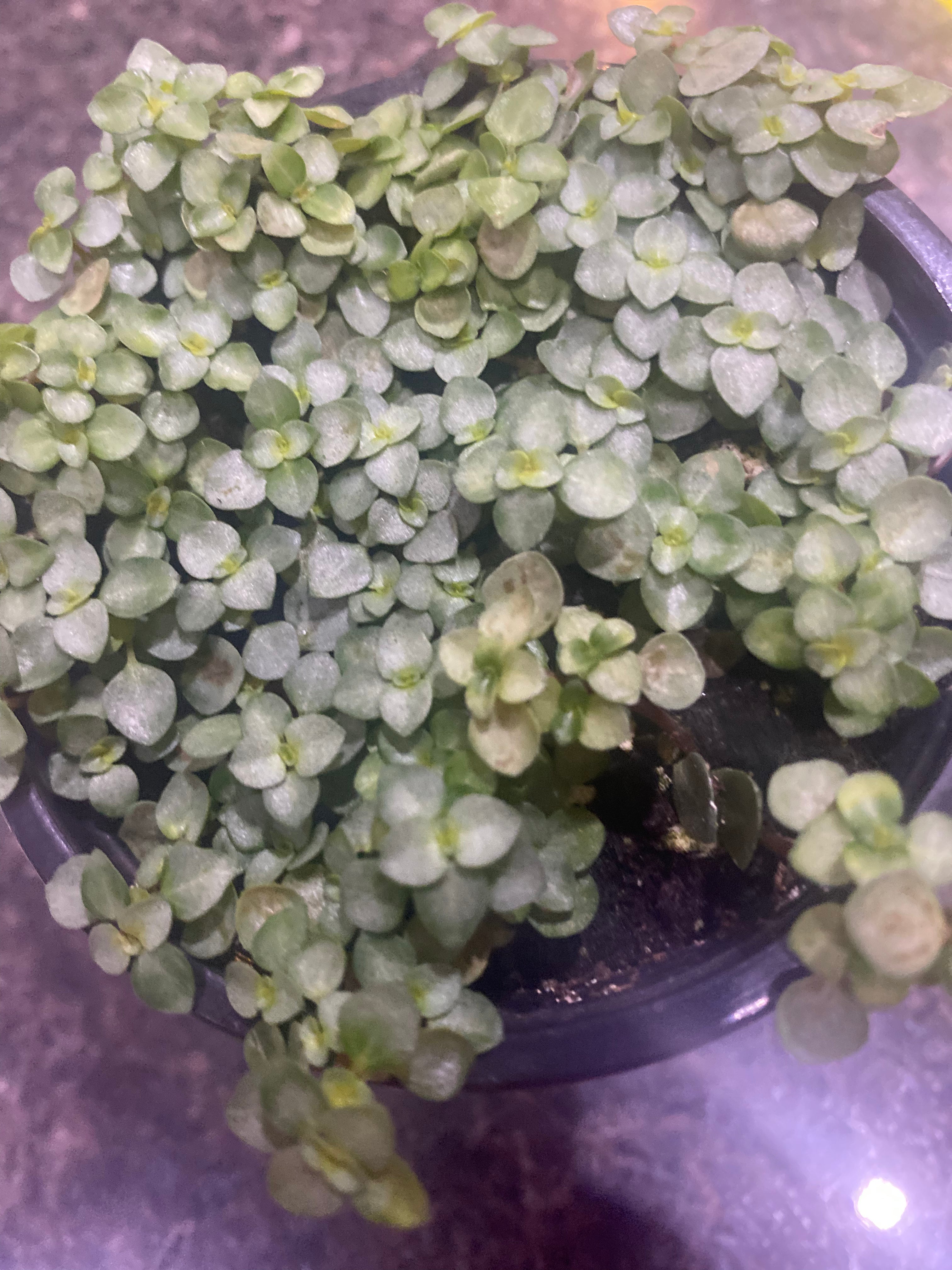 Pilea Aquamarine 3.5” non-toxic