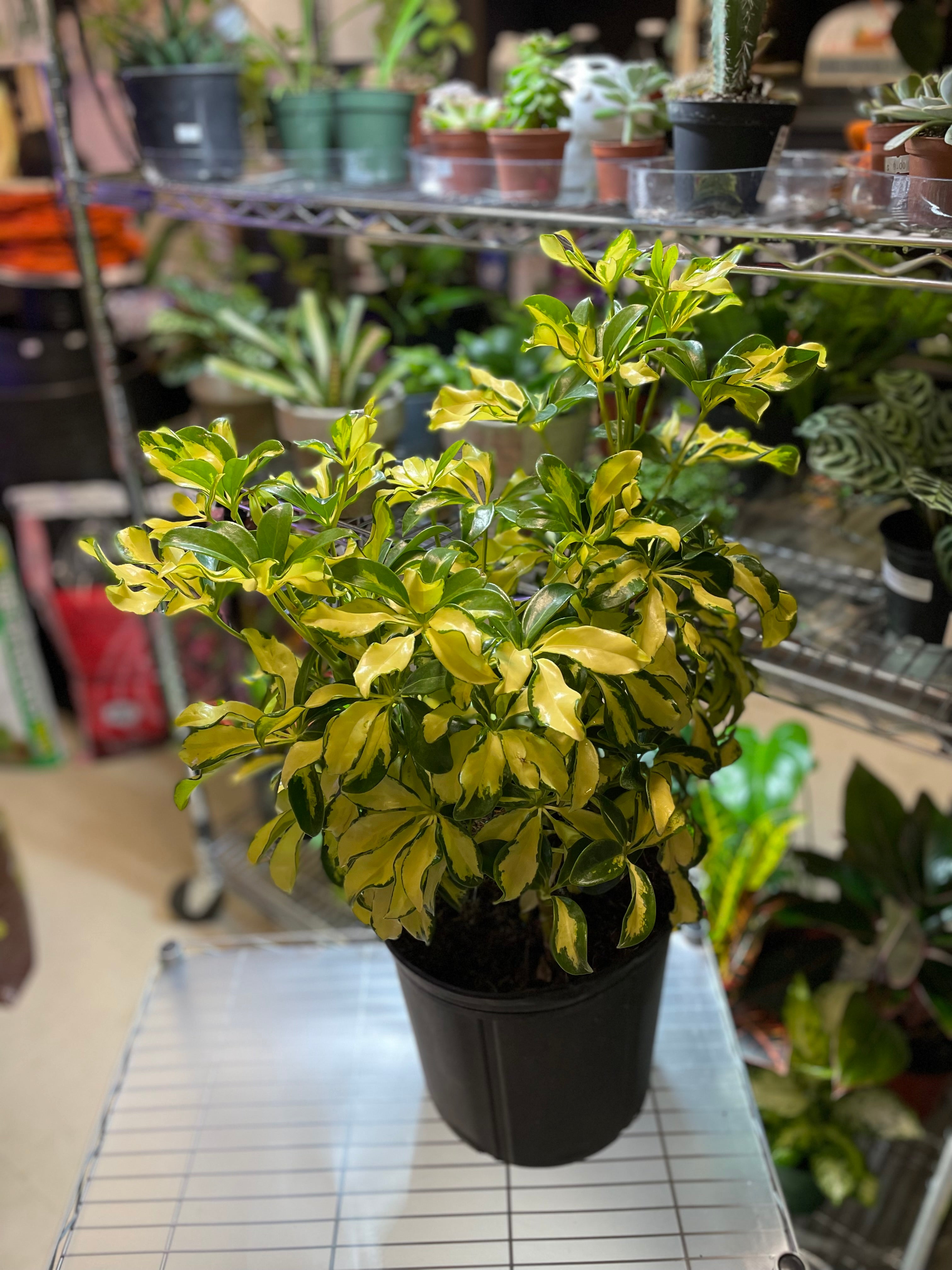 Schefflera Trinette Bush 10" - Toxic