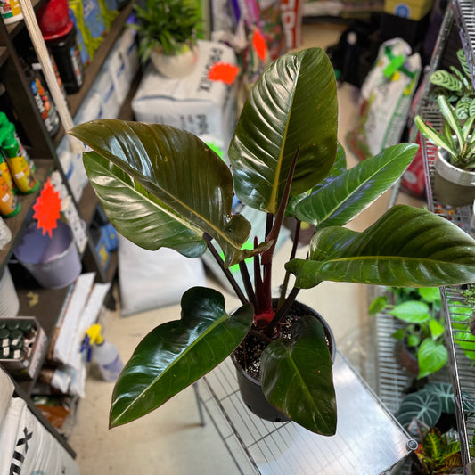 Philodendron “Rojo Congo” 4"