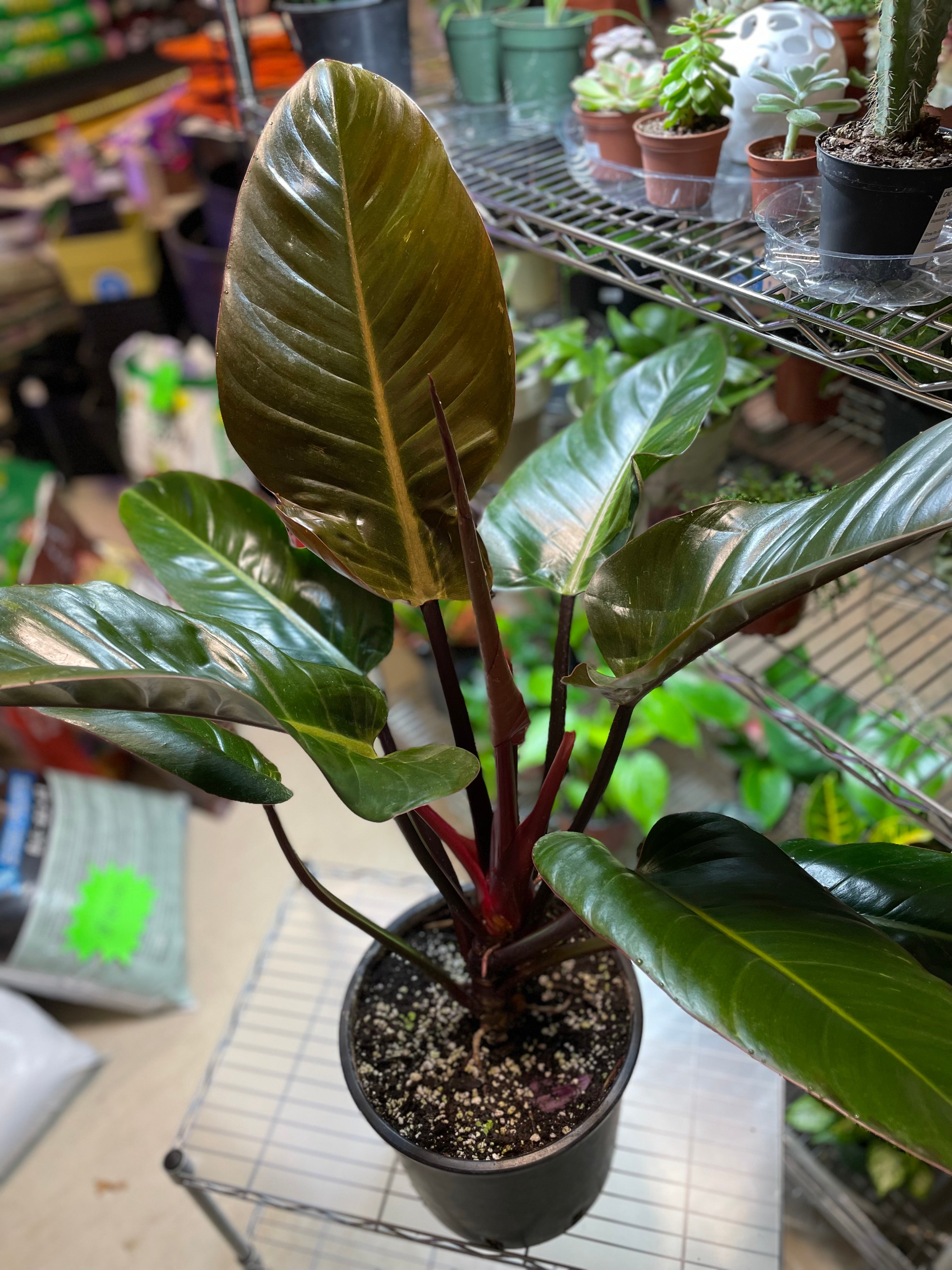 Philodendron “Rojo Congo” 4"