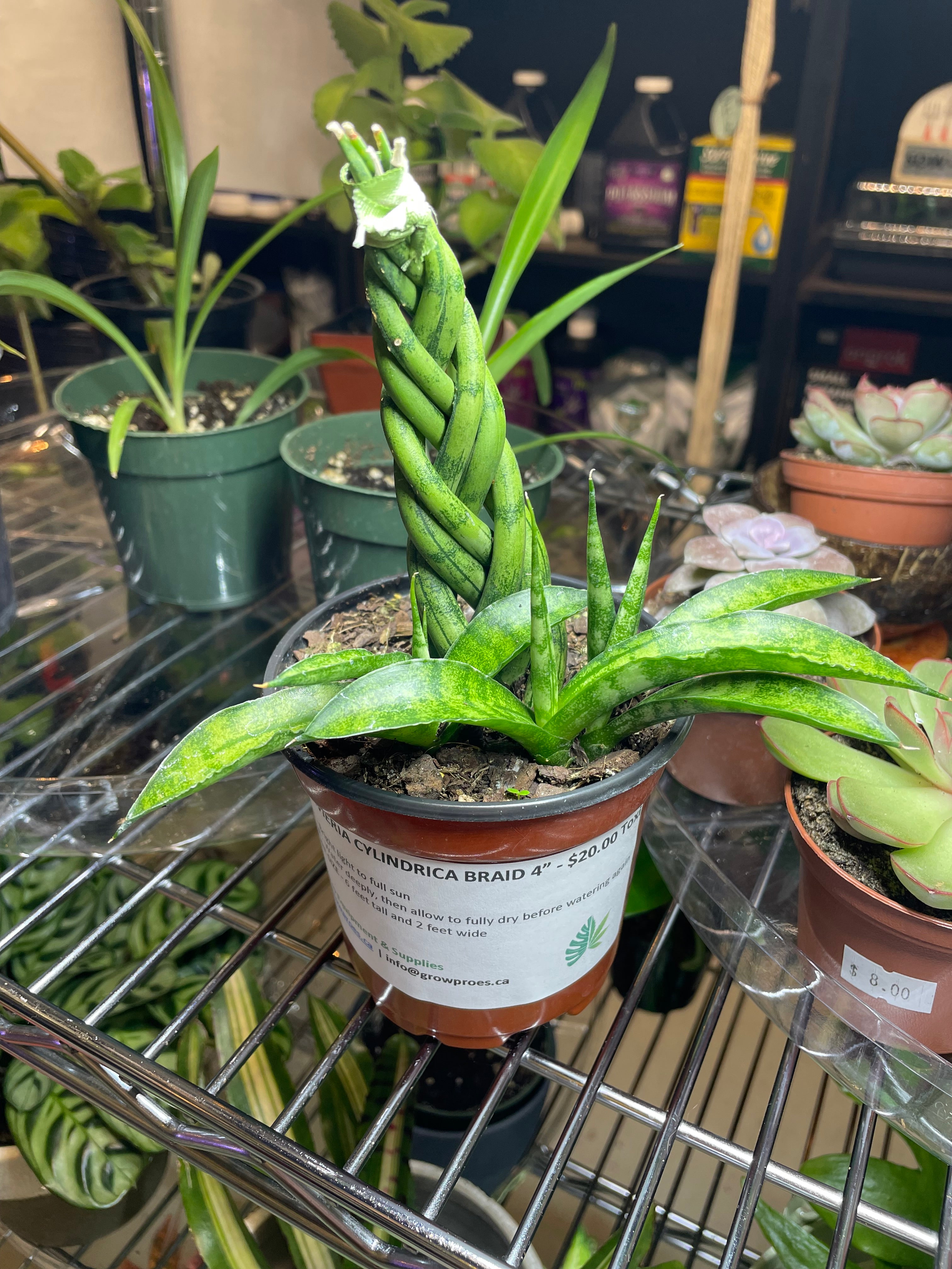 Sansevieria Cylindrica Braid 4"