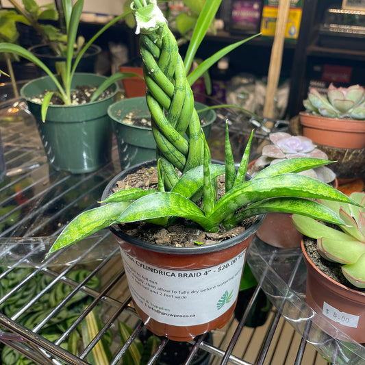 Sansevieria Cylindrica Braid 4"