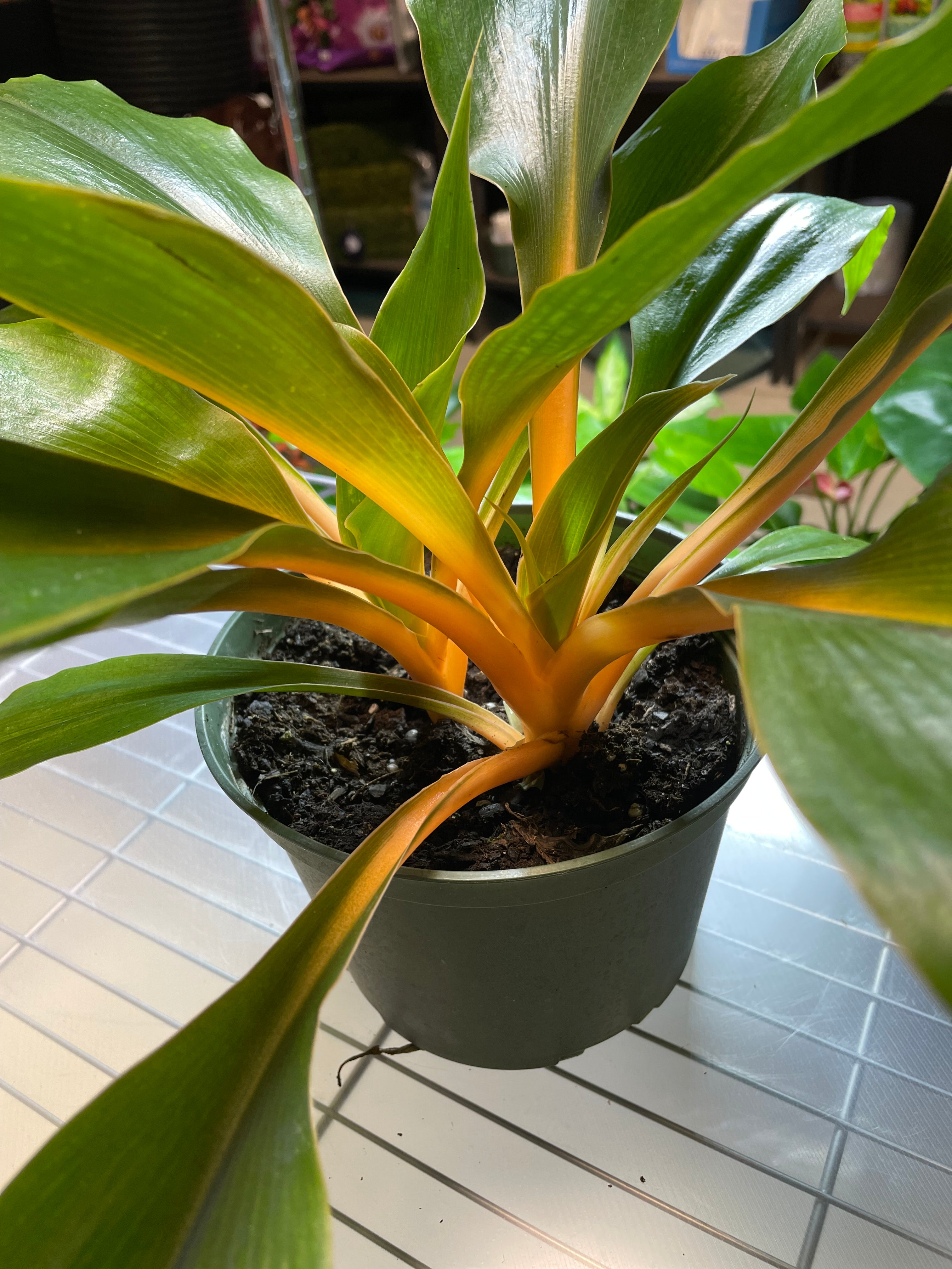 Chlorophytum Mandarin 6" - Non-Toxic