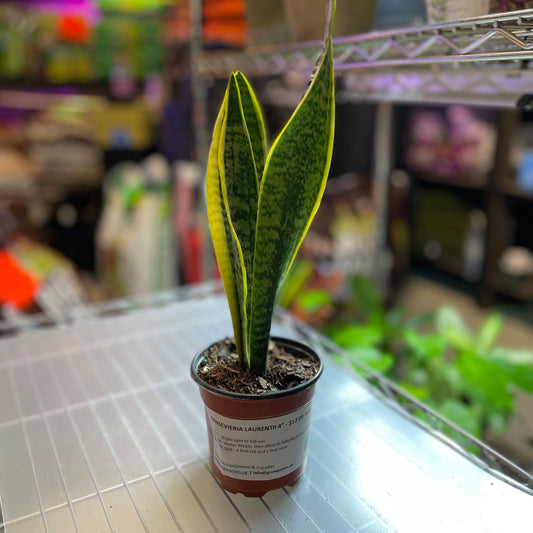 Snake Plant Sansevieria ASSORTED 4" - Mildly Toxic