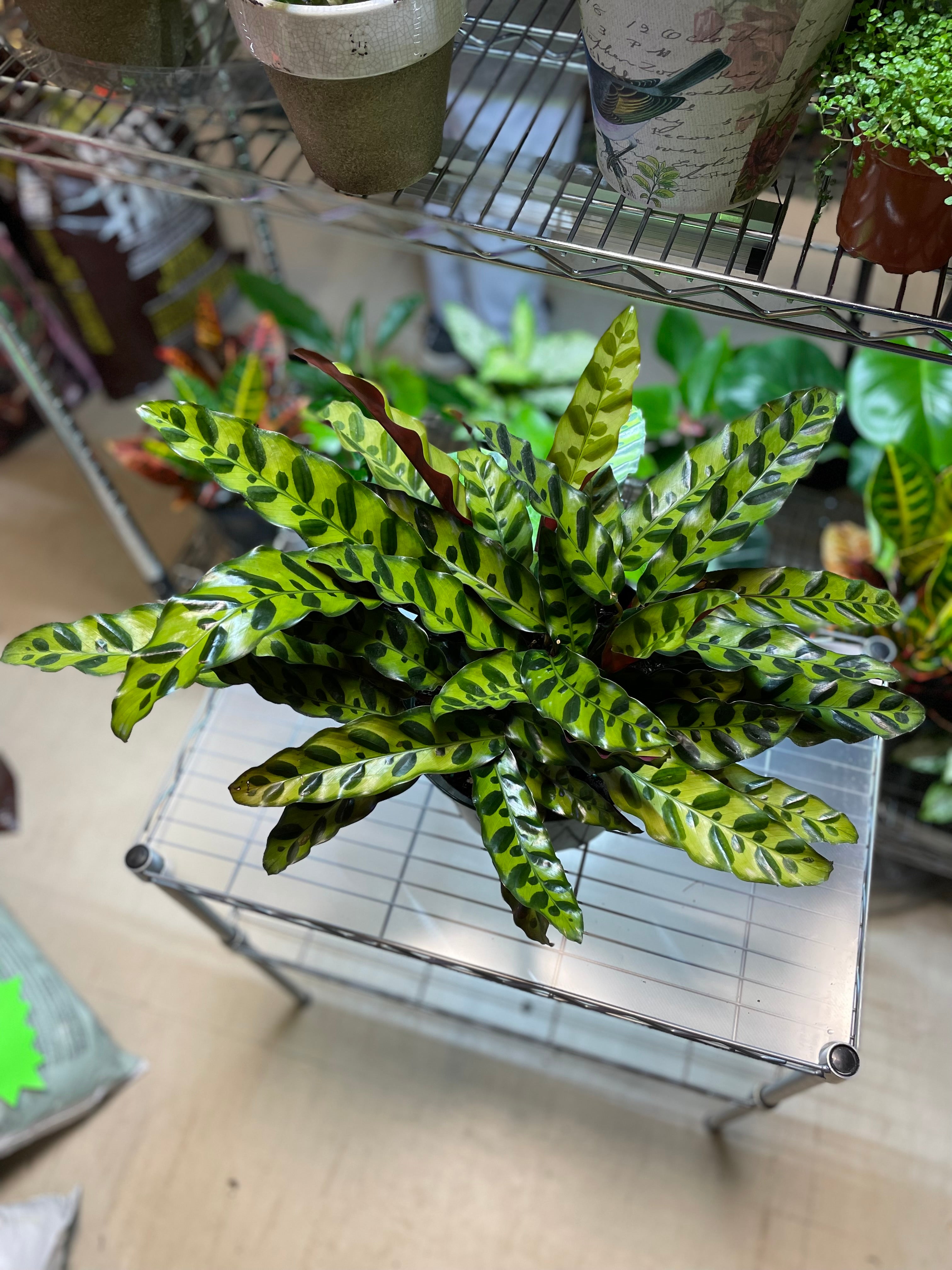 Calathea Lancifolia Rattlesnake 8" - Non-Toxic