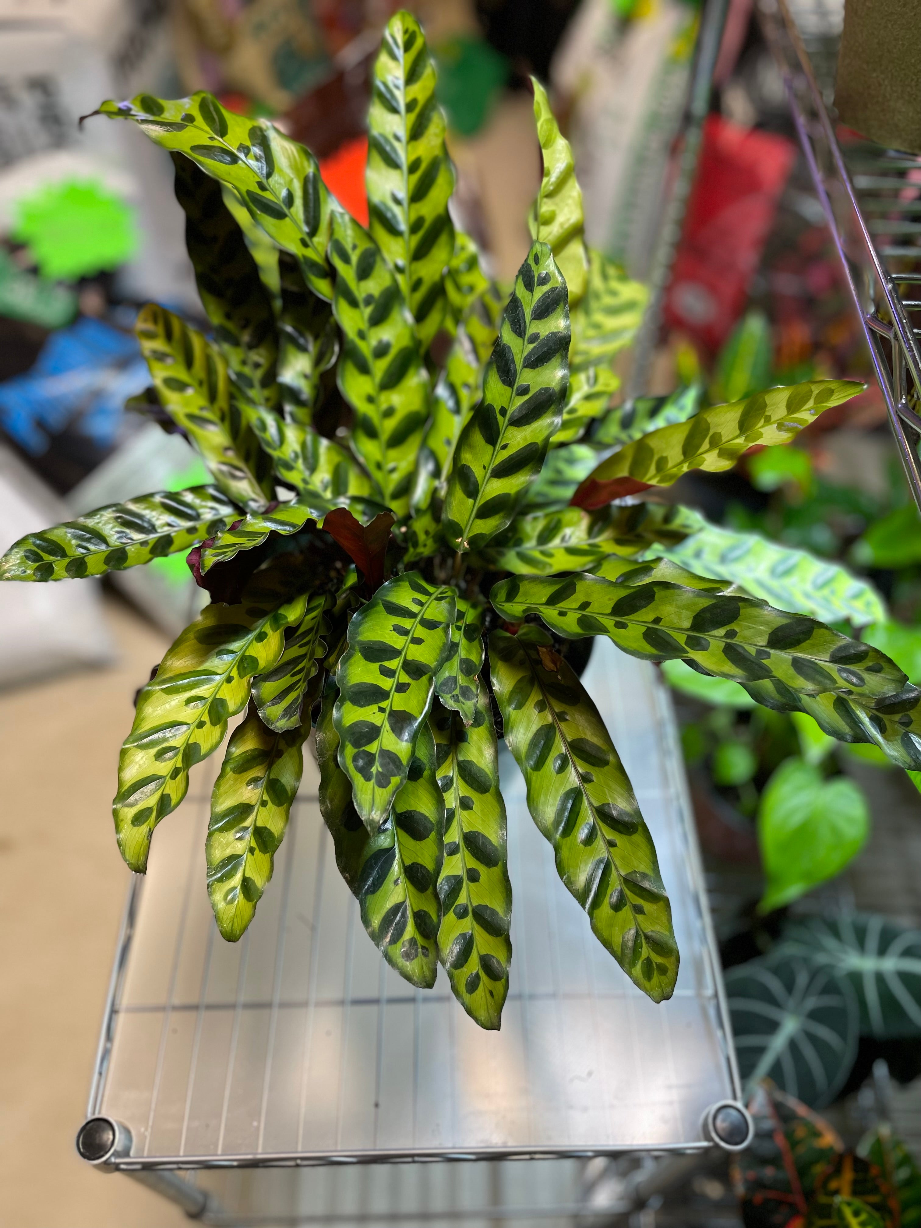 Calathea Lancifolia Rattlesnake 8" - Non-Toxic