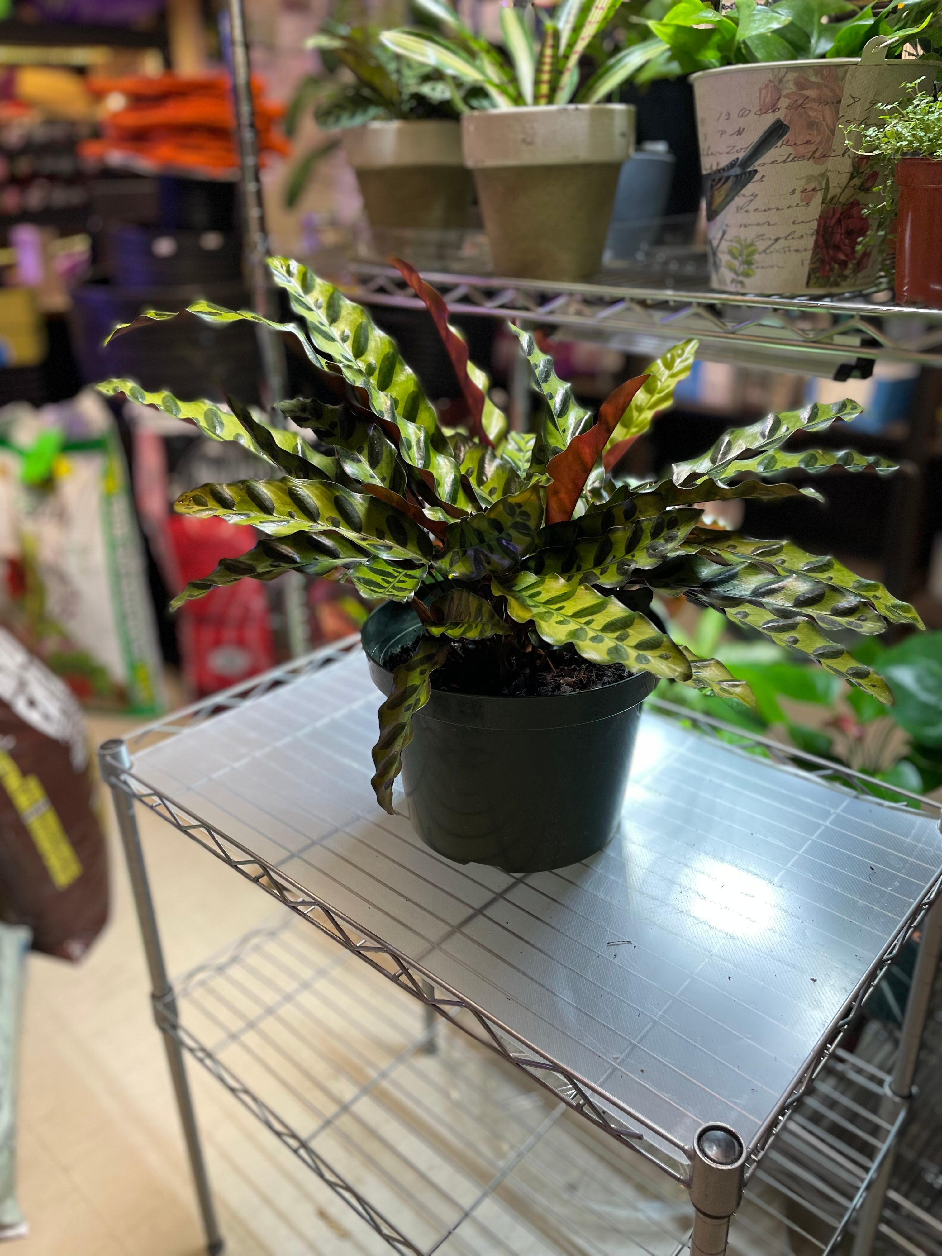 Calathea Lancifolia Rattlesnake 8" - Non-Toxic