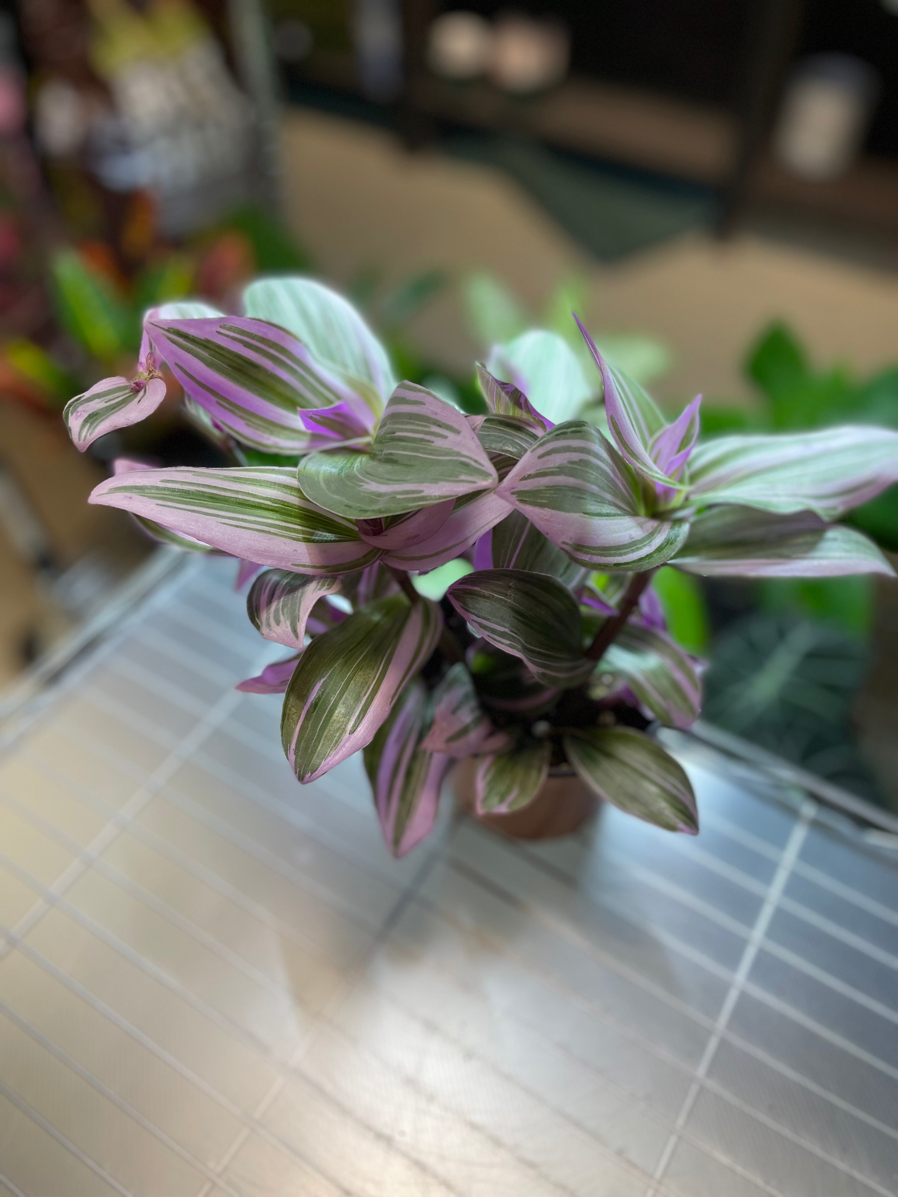 Tradescantia Nanouk 4" toxic