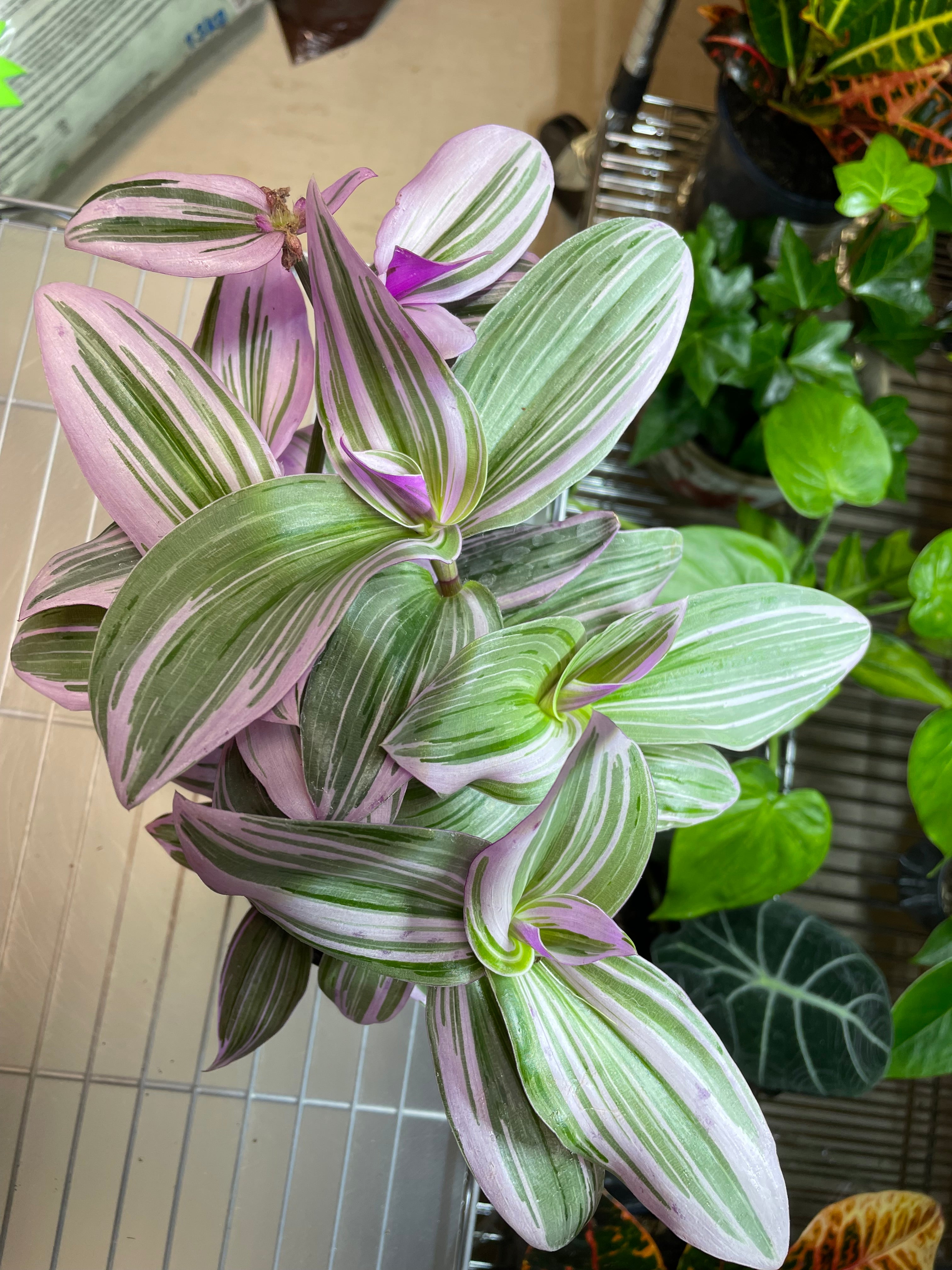 Tradescantia Nanouk 4" toxic