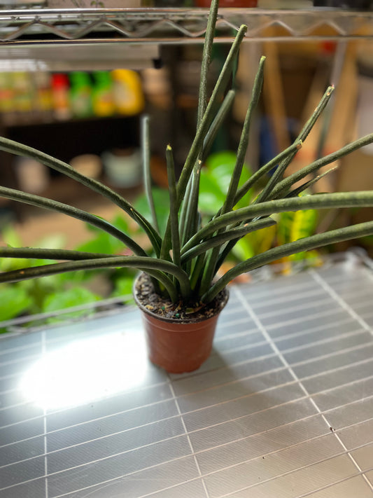 Sansevieria Cylindrica Fingers 8" - Toxic
