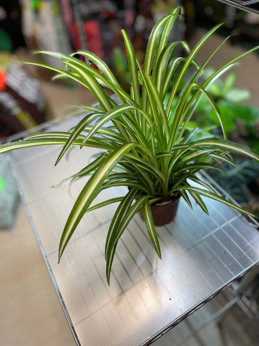 Spider Plant variegated 4" Somewhat toxic