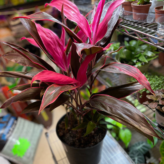 CORDYLINE MARIA 10"