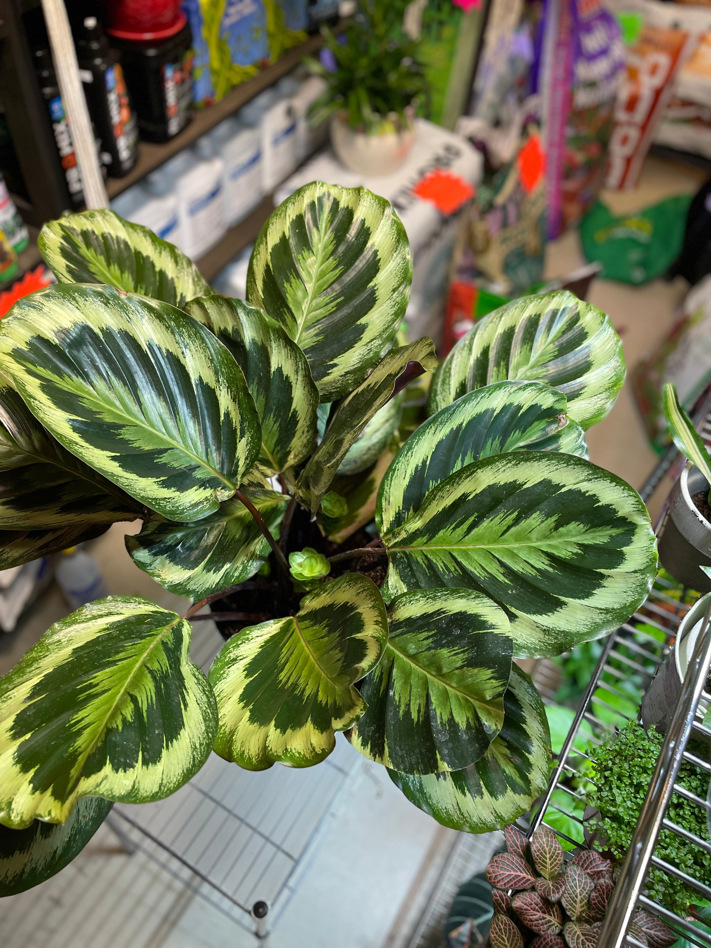 Calathea Medallion 10" - Non-Toxic