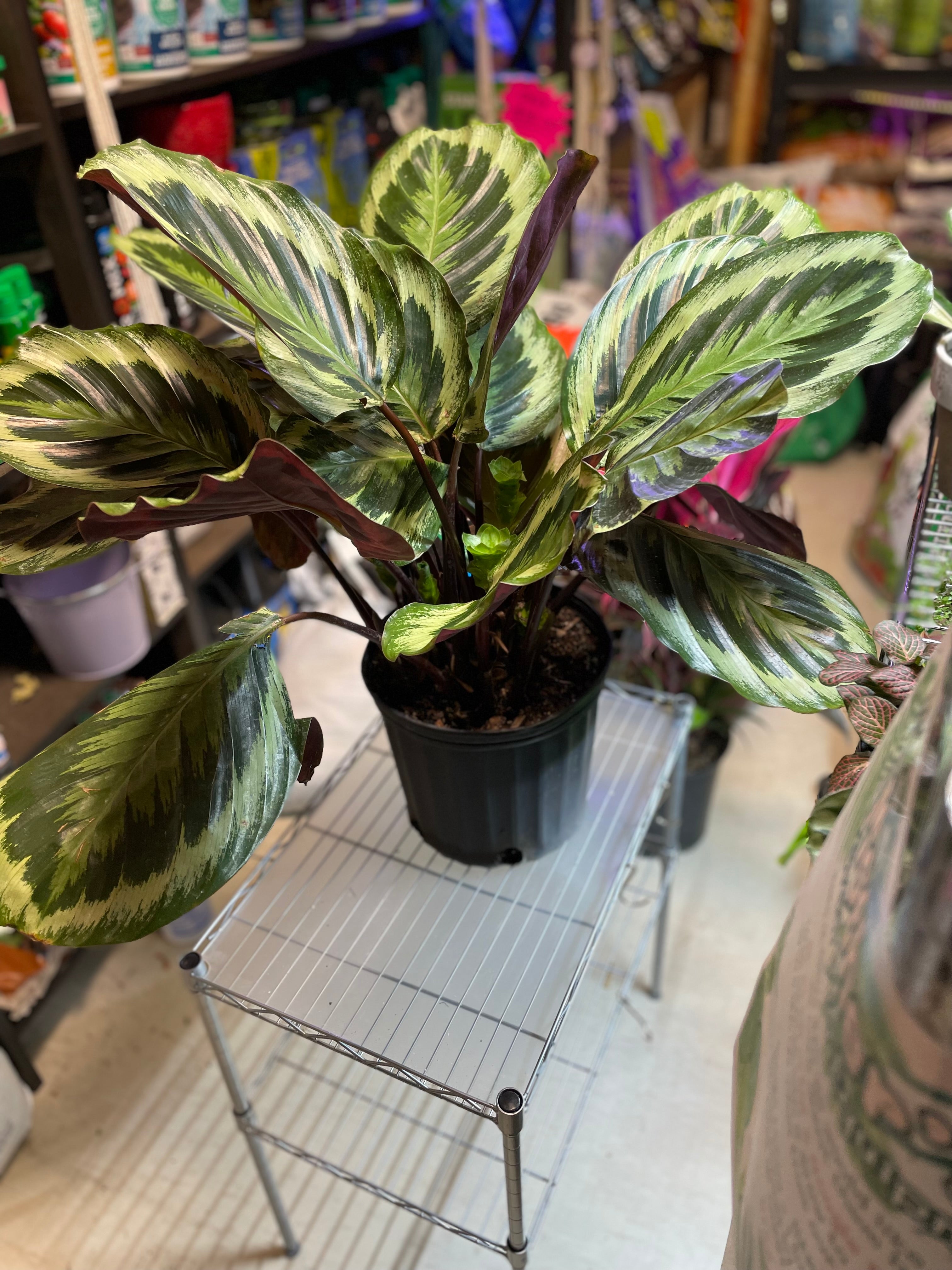 Calathea Medallion 10" - Non-Toxic