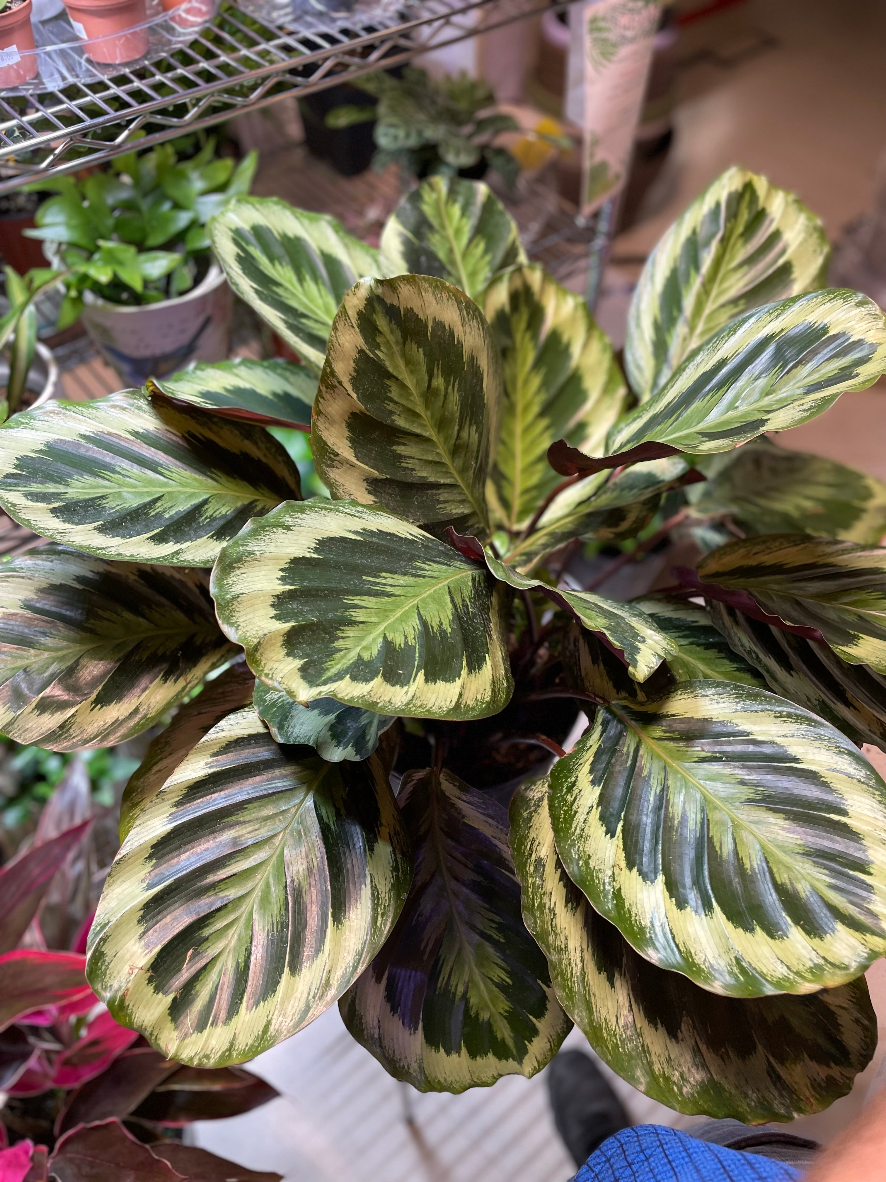 Calathea Medallion 10" - Non-Toxic