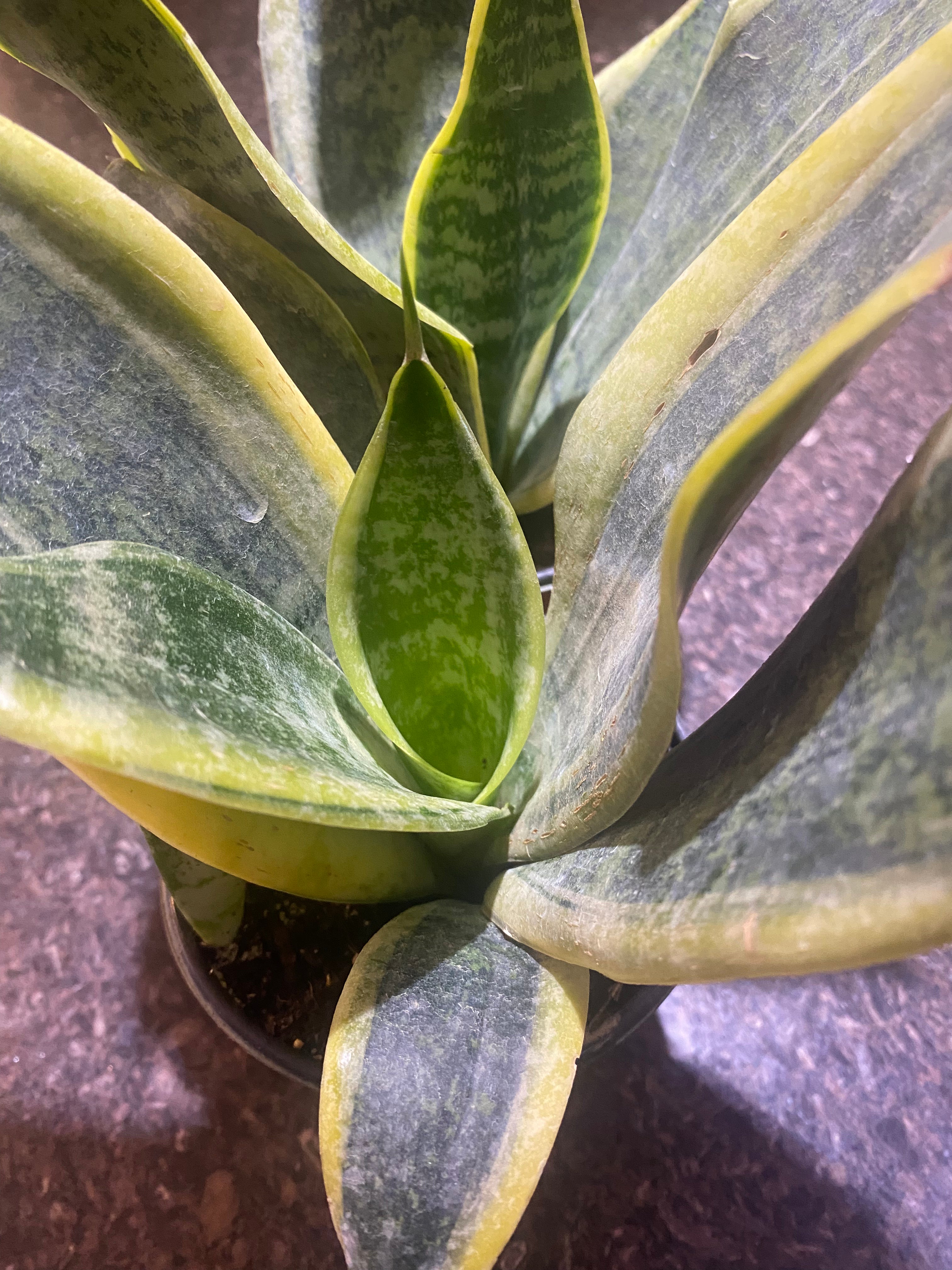 Sansevieria Black & Gold Superba - Birds nest variety 4" - Toxic