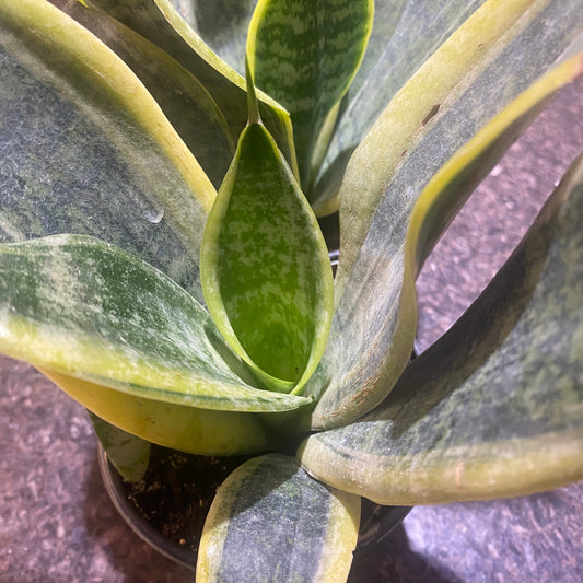 Sansevieria Black & Gold Superba - Birds nest variety 4" - Toxic