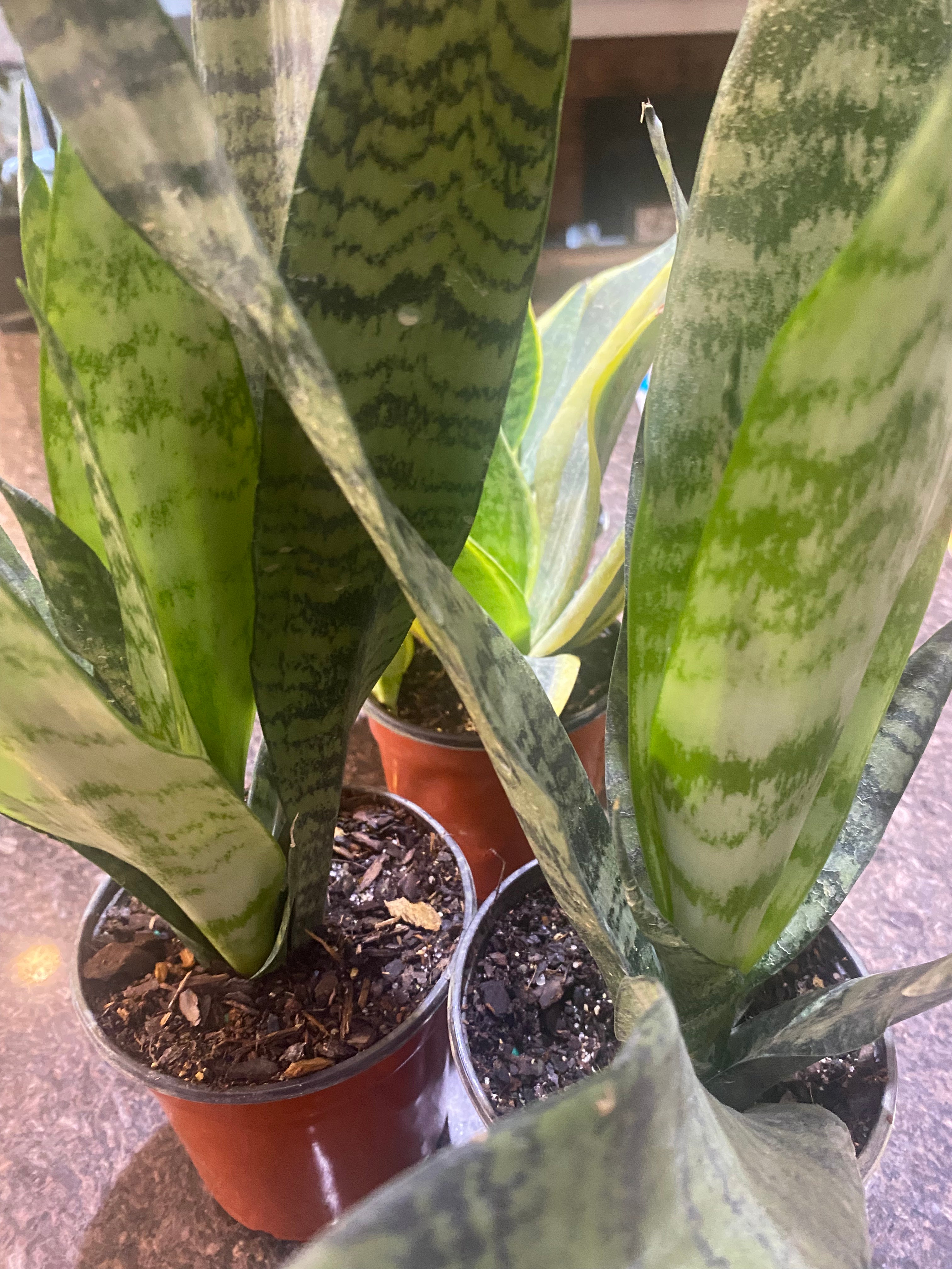 Sansevieria Superba 4" - Toxic