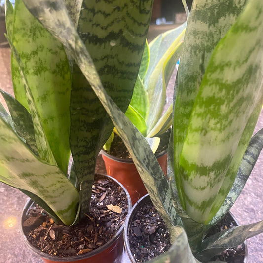 Sansevieria Superba 4" - Toxic