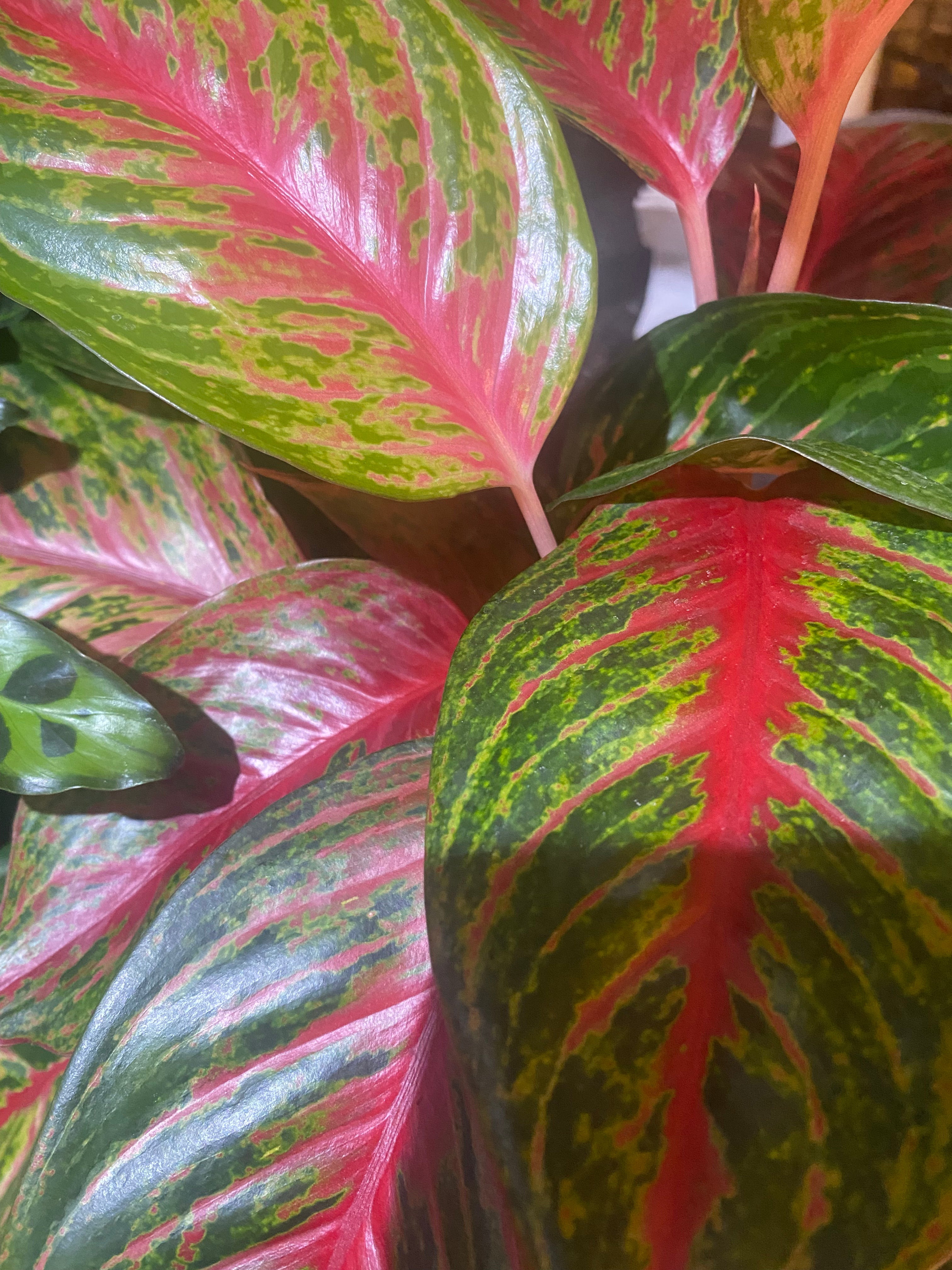 AGLAONEMA RUBY 4" - Toxic