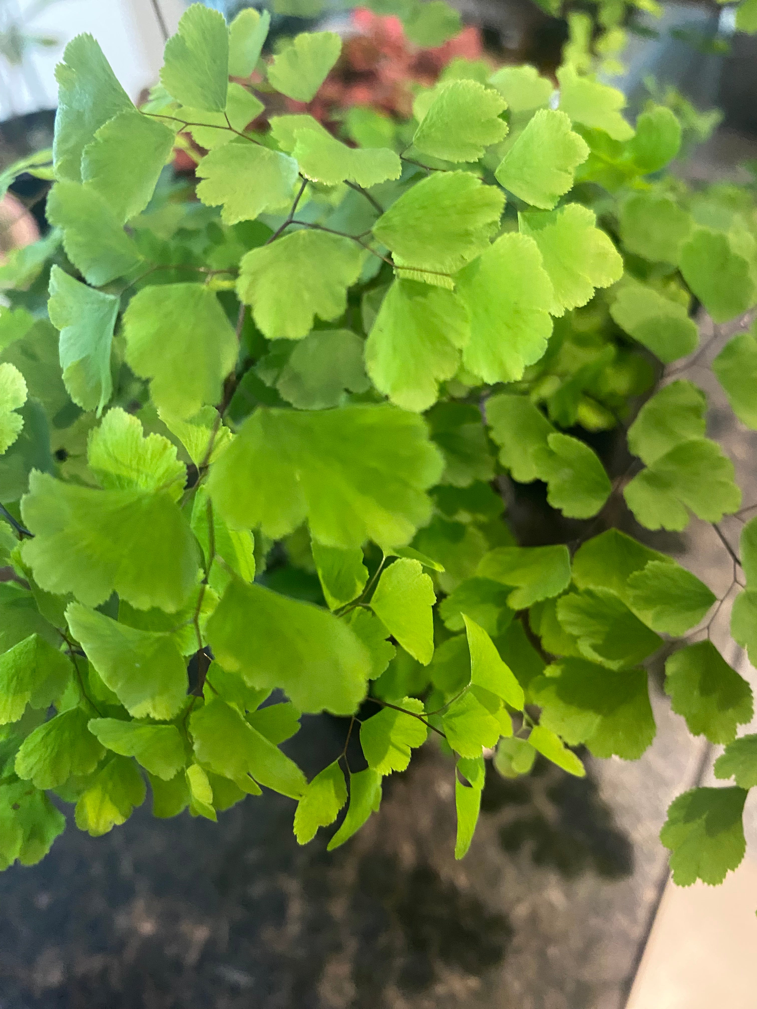 Maidenhair Fern 3.5" - Toxic