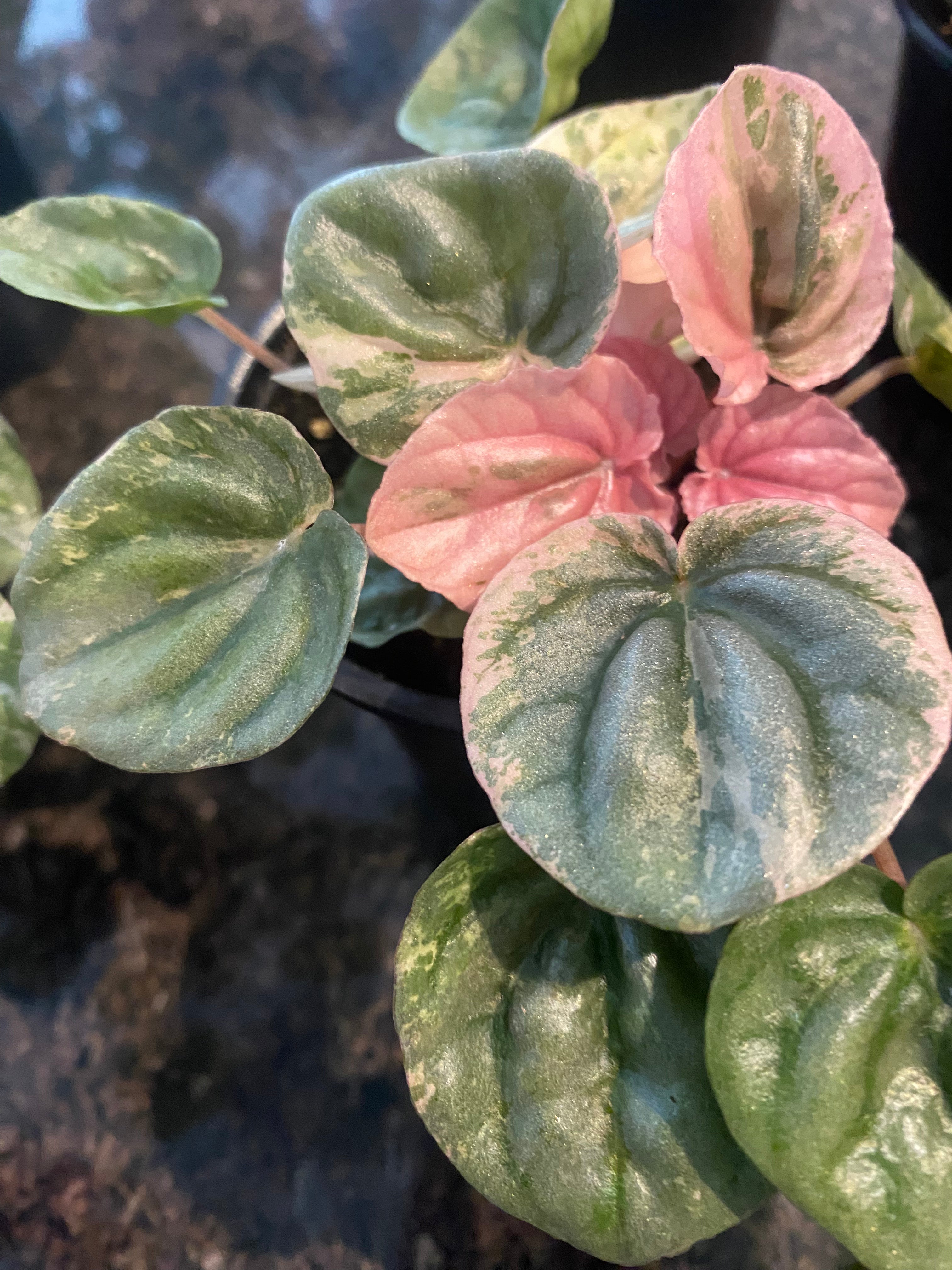 Peperomia Ripple Variegated 4"