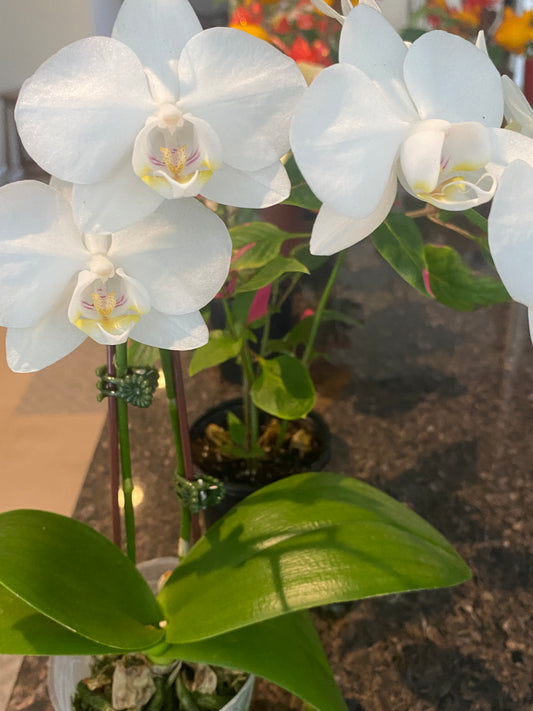 Orchid 3.5" - Various Somewhat toxic