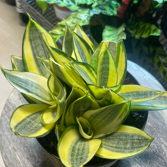 Sansevieria GOLDEN HAHNII 4" - TOXIC