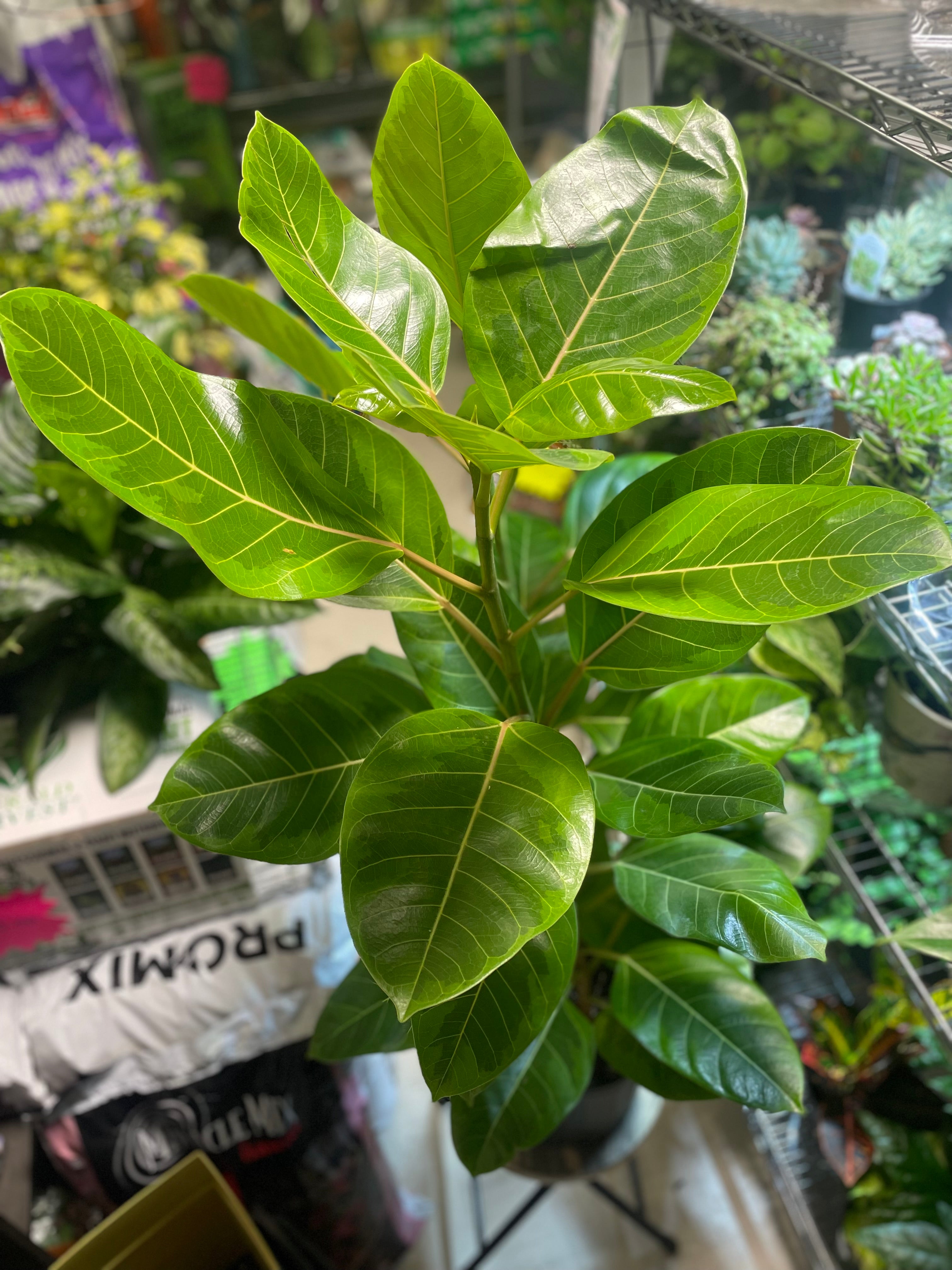 Ficus Altissima Yellow Gem Bush 10" - Toxic