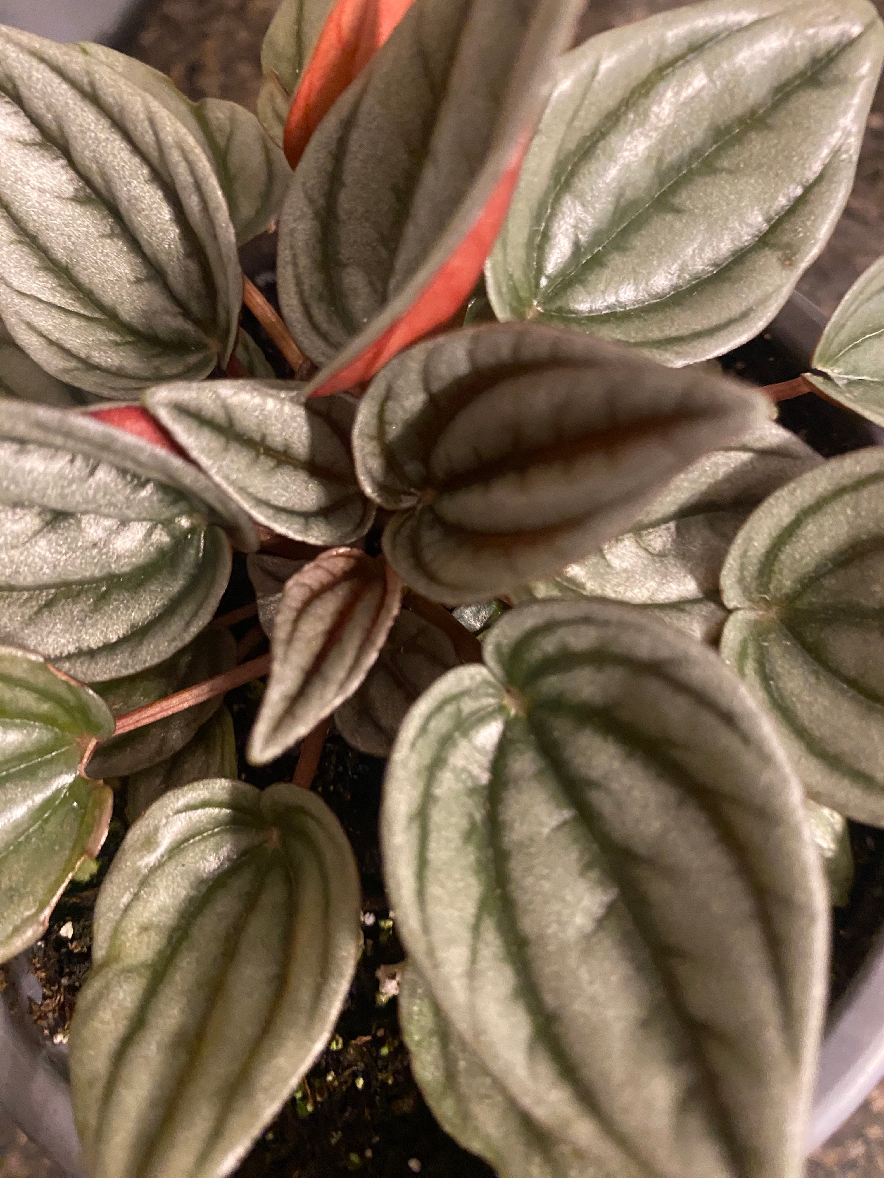 Peperomia Assorted 3.5"