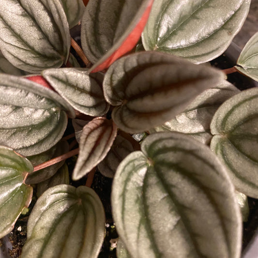 Peperomia Assorted 3.5"