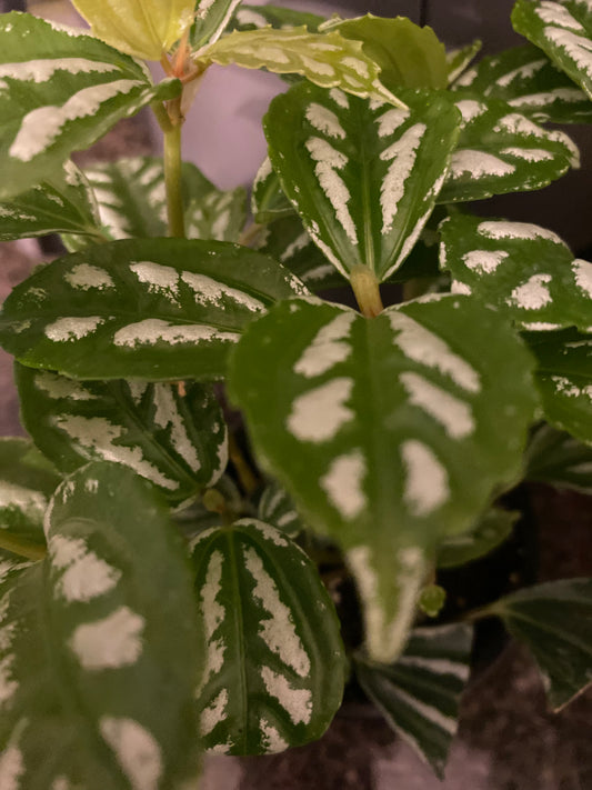 PILEA ALUMINIUM 3.5" - non-toxic