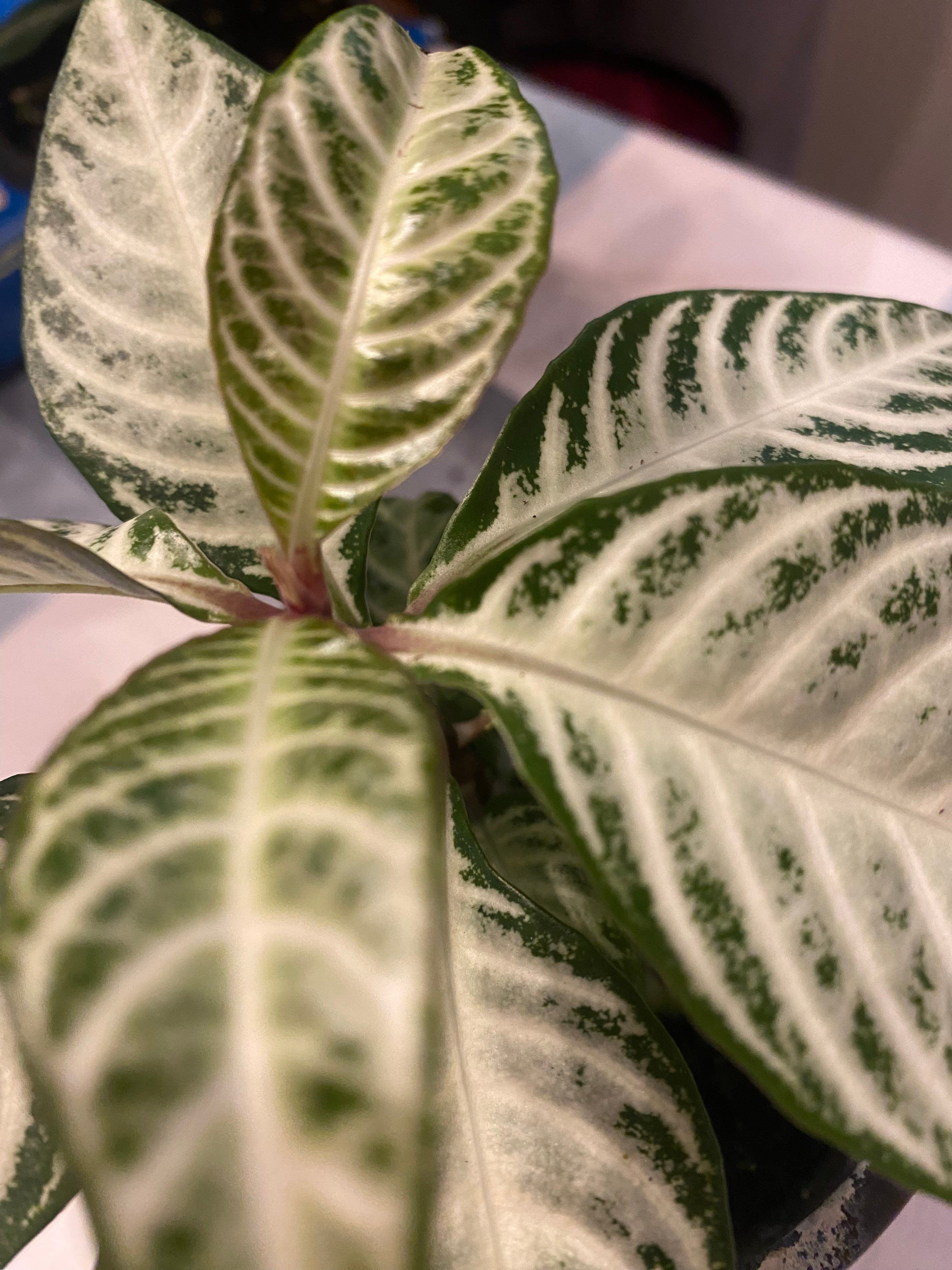 Aphelandra Snowflake Zebra Plant 4" non-toxic